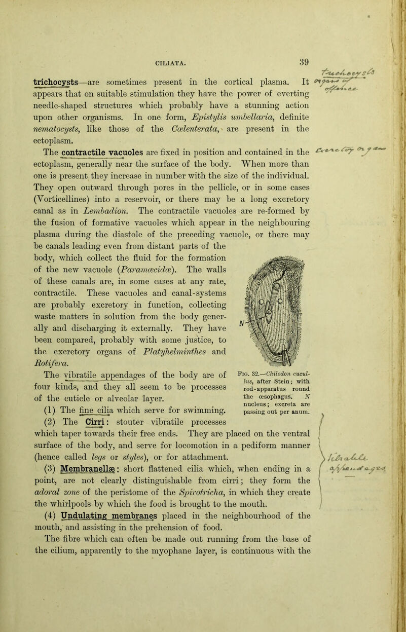 sometimes present in the cortical plasma. It appears that on suitable stimulation they have the power of everting needle-shaped structures Avhich probably have a stunning action upon other organisms. In one form, Epistylis umbellaria, definite nematocysts, like those of the Goelenterata,' are j^resent in the ectoplasm. The contractile vacuoles are fixed in position and contained in the ^ ectoplasm, generally near the surface of the body. When more than one is present they increase in number Avith the size of the individual. They open outward through pores in the pellicle, or in some cases (Vorticellines) into a reservoir, or there may he a long excretory canal as in Lemhadion. The contractile vacuoles are re-formed by the fusion of formative vacuoles which appear in the neighbouring plasma during the diastole of the preceding vacuole, or there may be canals leading even from distant jrarts of the body, which collect the fluid for the formation of the nerv vacuole {Paramcecidce). The walls of these canals are, in some cases at any rate, contractile. These vacuoles and canal-systems are probably excretory in function, collecting Avaste matters in solution from the body gener- ally and discharging it externally. They have been compared, probably with some justice, to the excretory organs of Platyhehninthes and Rotifer a. The yibratile appendages of the body are of four kinds, and they all seem to be processes of the cuticle or alveolar laj^er. (1) The fine cilia Avhich serve for swimming. (2) The Cirri: stouter vibratile processes which taper toAvards their free ends. They are placed on the ventral I surface of the body, and serve for locomotion in a pediform manner I (hence called leys or styles), or for attachment. \ clZiXi. (3) Membranellse: short flattened cilia Avhich, Avhen ending in a f point, are not clearly distinguishable from cirri; they form the I adoral Z07ie of the peristome of the Spirotricha, in which they create 1 the Avhirlpools by Avhich the food is brought to the mouth. / (4) Undulating membranes placed in the neighbourhood of the mouth, and assisting in the prehension of food. The fibre Avhich can often be made out running from the base of the cilium, apparently to the myophane layer, is continuous Avith the Fig. 32.—Chilodon cucul- Ins, after Stein; with rod - apparatus round the oesophagus. N nucleus; excreta are passing out per anum. trichocysts—are
