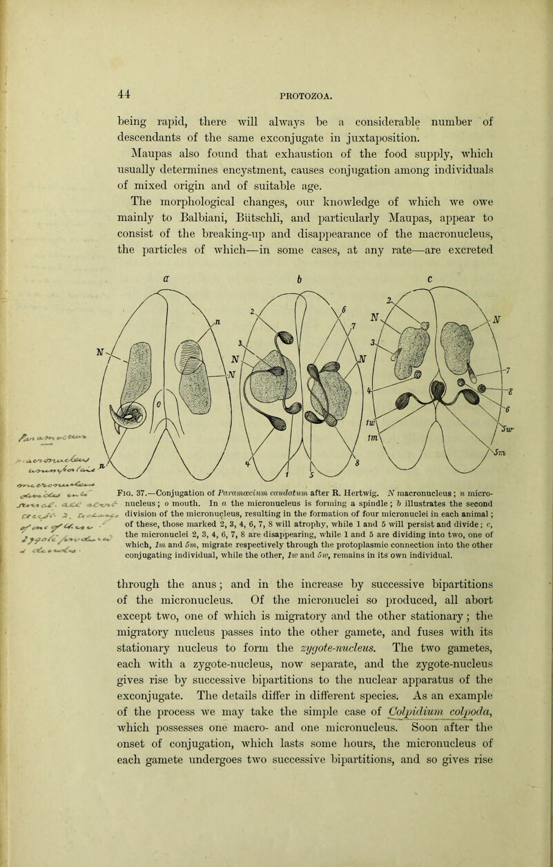 being i\apid, there will always be a considerable number of descendants of the same exconjugate in juxtaposition. INIaupas also found that exhaustion of the food supply, which usually determines encj'stment, causes conjugation among individuals of mixed origin and of suitable age. The morphological changes, our knowledge of which we owe mainly to Balbiani, Biitschli, and particularly Maupas, appear to consist of the breaking-up and disappearance of the macronuclevrs, the particles of which—in some cases, at any rate—are excreted ('c - ^ C^<J ' Fig. 37.—Conjugation of Paramcecium caudatum after R. Hertwig. N macronucleus; n micro- c^. OjCjc nucleus; o mouth. In a the micronucleus is forming a spindle; 5 illustrates the second division of the micronucleus, resulting in the formation of four micronuclei in each animal; of these, those marked 2, 3, 4, 6, 7, 8 will atrophy, while 1 and 5 will persist and divide; c, the micronuclei 2, 3, 4, 6, 7, 8 are disappearing, while 1 and 5 are dividing into two, one of which, 7m and 5m, migrate respectively through the protoplasmic connection into the other conjugating individual, while the other, Iw and 5w, remains in its own individual. u ^ • through the anus; and in the increase by successive bipartitions of the micronucleus. Of the micronuclei so produced, all abort except two, one of which is migratory and the other stationary; the migratory nucleus passes into the other gamete, and fuses with its stationary nucleus to form the zygote-nucleus. The two gametes, each with a zygote-nucleus, now separate, and the zygote-nucleus gives rise by successive bipartitions to the nuclear apparatus of the exconjugate. The details differ in different species. As an example of the process we may take the simple case of Colpidium coljgoda, which possesses one macro- and one micronucleus. Soon after the onset of conjugation, which lasts some hours, the micronucleus of each gamete undergoes two successive bipartitions, and so gives rise