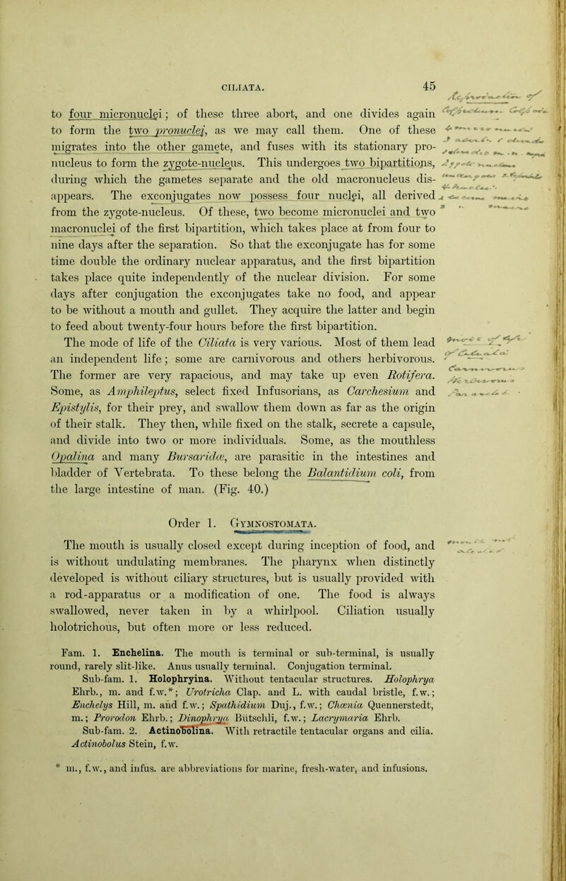to four micronucl^i; of these three abort, and one divides again to form tlie two yronudej', as we may call them. One of these migrates into the other gamete, and fuses with its stationary pro- nucleus to form the zygotc-nucle.us. This undergoes two bipartitiojis, during which the gametes separate and the old macronucleus dis- appears. The exconjugates now possess four nuclei, all derived from the zygote-nucleus. Of these, two become micronuclei and t\yo macronuclej of the first bipartition, which takes place at from four to nine days after the separation. So that the exconjugate has for some time doirble the ordinary nuclear apparatus, and the first bipartition takes place quite independently of the nuclear division. For some days after conjugation the exconjugates take no food, and appear to be without a mouth and gullet. They acquire the latter and begin to feed about twenty-four hours before the first bipartition. The mode of life of the Ciliata is very various. Most of them lead an independent life; some are carnivorous and others herbivorous. The former are very rapacious, and may take up even Rotifera. Some, as Ampliileptus, select fixed Infusorians, as Carchesiwn and Epistylis, for their prey, and swallow them down as far as the origin of their stalk. They then, while fixed on the stalk, secrete a capsule, and divide into two or more individuals. Some, as the mouthless Opalina and many Bursaridie, are parasitic in the intestines and bladder of Vertebrata. To these belong the Balantidium coli, from the large intestine of man. (Fig. 40.) Order 1. Gymxostomata. The mouth is usually closed except during inception of food, and is without undulating membranes. The pharynx wlien distinctly developed is without ciliary structures, but is usually provided with a rod-apparatus or a modification of one. The food is always swallowed, never taken in l)y a whirlpool. Ciliation usually holotrichous, but often more or less reduced. Fam. 1. Enchelina. The nioutli is terminal or sub-terminal, is usually round, rarely slit-like. Anus usually terminal. Conjugation terminal. Sub-fam. 1. Holophryina. Without tentacular structures. Holophrya Ehrb., m. and f.w.*; Urotricha Clap, and L. with caudal bristle, f.w.; Enchelys Hill, m. and f.w.; Spathidium Duj., fw.; Chccnia Quennerstedt, m.; Prorodon Ehrb.; Dinophrjya Biitschli, f.w.; Lacrymaria Ehrb. Sub-fam. 2. Actiuo‘5oIina. With retractile tentacular organs and cilia. Actinobolus Stein, f w. * m., f w., and infus. are abbreviations for marine, fresh-water, and infusions.