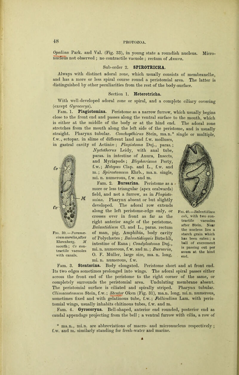 Opalina Park, and Val. (Fig. 33), in young state a roundish nucleus. Micro- iTucTeus not observed ; no contractile vacuole ; rectum of Anura. Sub-order 2. SPIKOTRICHA. Always with distinct adoral zone, which usually consists of membranellpe, and has a more or less spiral course round a peristomial area. The latter is distingirished by other peculiarities from the rest of the body-surface. Section 1. Heterotricha. With well-developed adoral zone or spiral, and a complete ciliary covering (except Gyrocorys). Fam. 1. Plagiotomina. Peristome as a narrow furrow, which usually begins close to the front end and passes along the ventral surface to the mouth, which is either at the middle of the body or at the hind end. The adoral zone stretches from the mouth along the left side of the peristome, and is usually single or multiple. straight. Pharynx tubular. Conchopthirus Stein, ma.n. f.w., ectopar. in slime of different land and f.w. molluscs, in gastral cavity of Actinine ; Plagiotoma Duj., paras.; Nyctotherus Leidy, with anal tube, paras, in intestine of Anura, Insects, and Myriapods; Blepharisma Perty, f.w.; Metopus Clap, and L., f.w. and m.; Spirosf.omum Ehrb., ma.n. single, mi. n. numerous, f.w. and m. Fam. 2. Bursarina, Peristome as a more or less triangular (apex oralwards) field, and not a furrow, as in Plagioto- mina. Pharynx absent or but slightly developed. The adoral row extends along the left peristome-edge only, or crosses over in front as far as the right anterior angle of the peristome. Balantidium Cl. and L., paras, rectum of man, pig. Amphibia, body cavity of Polychfetes ; Balantidiopsis Butschli, intestine of Rana ; Condylostoma Duj., mi. n. numerous, f.w. and m.; Bursaria, 0. F. Muller, large size, ma. n. long, mi. n. numerous, f.w. Fam. 3. Stentorina. Body elongated. Peristome short and at front end. Its two edges sometimes prolonged into wings. The adoral spiral passes either across the front end of the peristome to the right corner of the same, or completely surrounds the peristomial area. Undulating membrane absent. The peristomial surface is ciliated and spirally striped. Pharynx tubular. Climacostonium Stein, f.w.; Stantor Oken (Fig. 31), ma.n. long, mi.n. numerous, sometimes fixed and with gelatinous tube, f.w.; Folliculina Lam. with jieris- tomial wings, usually inhabits chitinous tubes, f.w. and m. Fam. 4. Gyrocoryna. Bell-shaped, anterior end rounded, posterior end as caudal appendage projecting from the bell ; a ventral furrow with cilia, a row of * ma.n., mi.n. are abbreviations of macro- and micronucleus respective!}; f.w. and m. similarly standing for fresh-water and marine. Fio. 39. —Paramo;- ciuni aurelia,after Ehrenberg. M mouth; Cv con- tractile vacuoles with canals. Fig. 40.—Balantidium coli, with two con- tractile vacuoles after Stein. Near the nucleus lies a starch grain which has been eaten; a ball of excrement is passing out per anura at the hind end. «