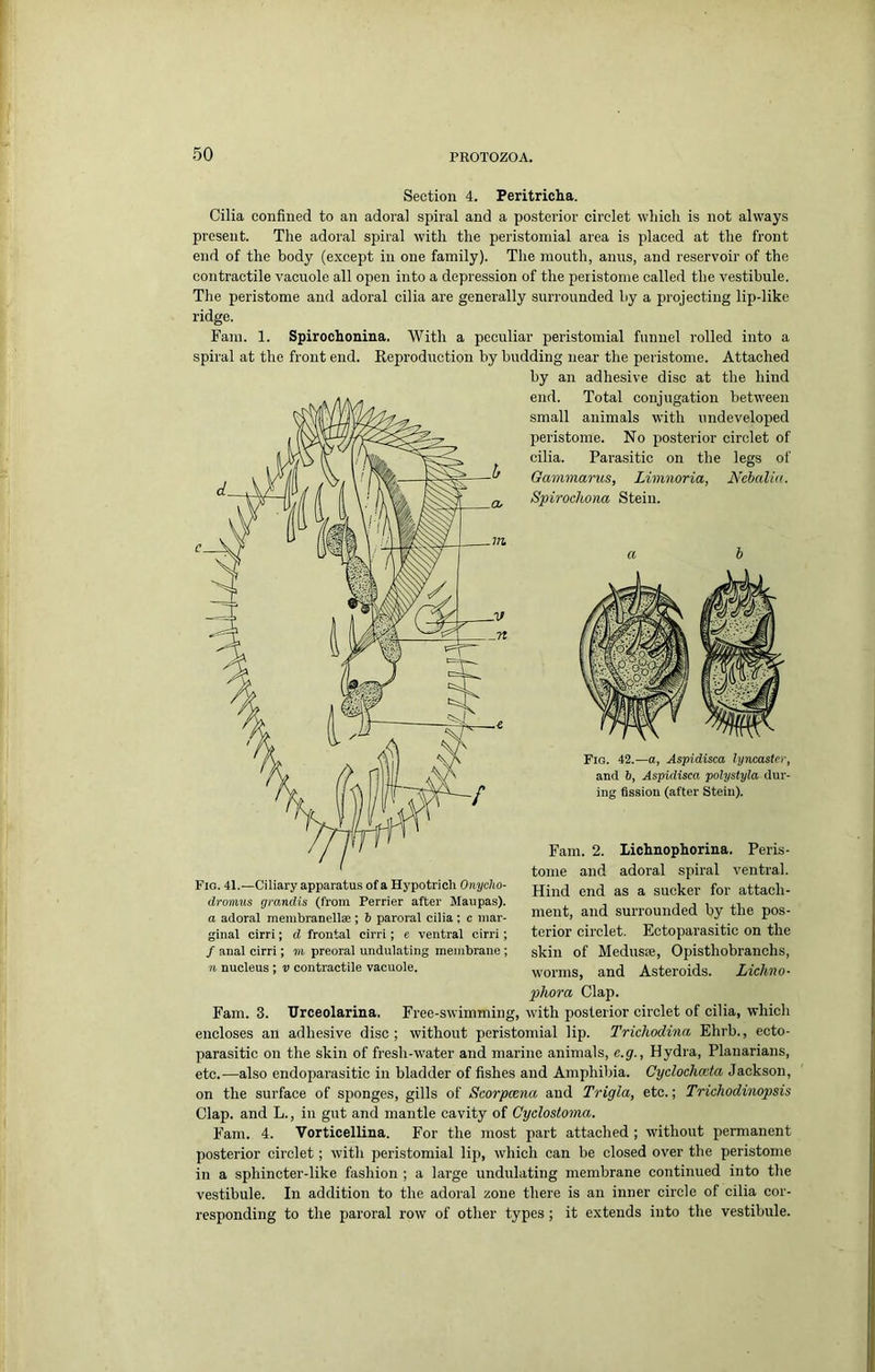 Section 4. Peritricha. Cilia confined to an adoral spiral and a posterior circlet which is not always present. The adoral spiral with the peristoniial area is placed at the front end of the body (except in one family). The mouth, anus, and reservoir of the contractile vacuole all open into a depression of the peristome called the vestibule. The peristome and adoral cilia are generally surrounded by a projecting lip-like ridge. Fam. 1. Spirochonina. With a peculiar jieristomial funnel rolled into a spiral at the front end. Reproduction by budding near the peristome. Attached by an adhesive disc at the hind end. Total conjugation between small animals with undeveloped peristome. No posterior circlet of cilia. Parasitic on the legs of Gammarus, Limnoria, Nehaliu. Spirochona Stein. Fig. 41.—Ciliary apparatus ofa Hypotrich Onycho- dronxus grandis (from Perrier after Maupas). a adoral membranellse ; 6 paroral cilia ; c mar- ginal cirri; d frontal cirri; e ventral cirri; / anal cirri; m preoral undulating membrane ; n nucleus; v contractile vacuole. Fig. 42.—o, Aspidisca lyncastcr, and b, Aspidisca polystyla dur- ing fission (after Stein). Fam. 2. Lichnophorina. Peris- tome and adoral spiral ventral. Hind end as a sucker for attach- ment, and surrounded by the pos- terior circlet. Ectoparasitic on the skin of Meduste, Opisthobranchs, worms, and Asteroids. Lichno- phora Clap. with posterior circlet of cilia, which Fam. 3. Urceolarina. Free-swimming, encloses an adhesive disc ; without peristoniial lip. Trichodina Ehrb., ecto- parasitic on the skin of fresh-water and marine animals, e.g., Hydra, Planarians, etc.—also endoparasitic in bladder of fishes and Amphibia. Cyclochmta Jackson, on the surface of sponges, gills of Scorpeena and Trigla, etc.; Trichodinopsis Clap, and L., in gut and mantle cavity of Cyclostoma. Fam. 4. Vorticellina. For the most part attached ; without permanent posterior circlet; with peristomial lip, which can be closed over the peristome in a sphincter-like fashion ; a large undulating membrane continued into the vestibule. In addition to the adoral zone there is an inner circle of cilia cor- responding to the paroral row of other types ; it extends into the vestibule.