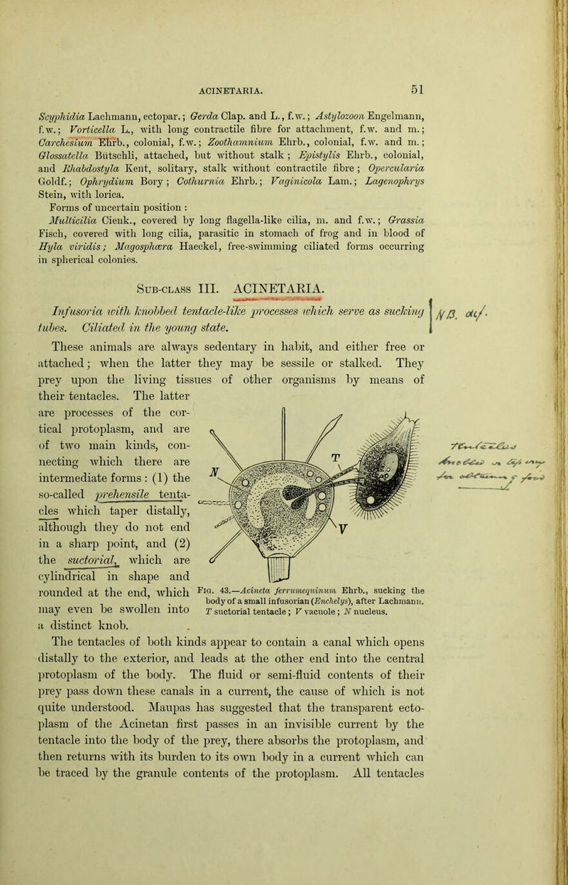 Scyphidia Lachniaim, ectopar.; Gerda Clap, and L., f. w.; Ashjlozoon Engelmann, f.w.; Vorticella L., 'with long contractile fibre for attachment, f.'W. and m.; Carchcsium Ehrb., colonial, f.w.; Zoothamniimi Ehrb., colonial, f.w. and m.; Qlossatella Biitschli, attached, but without stalk; Epistylis Ehrb., colonial, and lihahdostyla Kent, solitary, stalk without contractile fibre ; Opcrcularia Goldf.; Ophrydiuvn. Bory ; Cothurnia Ehrb.; Eaginicola Lam.; Lagenophrys Stein, with lorica. Forms of uncertain position : MuUicilia Cienk., covered by long flagella-like cilia, m. and f.w.; Grassia Fisch, covered with long cilia, parasitic in stomach of frog and in blood of Hyla viridis; Magosphoera Haeckel, free-swimming ciliated forms occurring in spherical colonies. Sub-class III. ACINETAEIA. Infusoria with linohhed tejitacle-lihe p>rocesses which serve as sueltimj tubes. Ciliated in the young state. Tliese animals are always sedentary in habit, and either free or attached; when the latter they may be sessile or stalked. They prey upon the living tissues of other organisms by means of their tentacles. The latter are processes of the cor- tical protoplasm, and are of two main kinds, con- ixecting which there are intermediate forms : (1) the so-called prehensile tenta- cles which taper distally, although they do not end in a sharp jxoint, and (2) the suctonaf which are cylindrical in shape and rounded at the end which ferrumequinum Ehrb., sucking the body of a small infusorian(E?ic/!eiys), after Lachmann. may even be swollen into r suctorial tentacle; r vacuole ; nucleus. a distinct knob. The tentacles of both kinds appear to contain a canal which opens distally to the exterior, and leads at the other end into the central protoplasm of the body. The fluid or semi-fluid contents of their prey pass down these canals in a current, the cause of which is not quite understood. IVIaupas has suggested that the transparent ecto- ])lasm of the Acinetan first passes in an invisible current by the tentacle into the body of the prey, there absorbs the protoplasm, and then returns with its burden to its own body in a current which can be traced by the granule contents of the ^^I’otoplasm. All tentacles cU/.