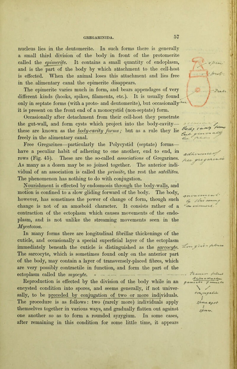 nucleus lies in the deutomerite. In such forms there is generally a small third division of the body in front of the protomerite called the epime7'ite. It contains a small quantity of endoplasm, and is the part of the body by which attachment to the cell-host is effected. When the animal loses this attachment and lies free in the alimentary canal the epimerite disappears. The epimerite varies much in form, and bears appeirdages of very different kinds (hooks, sjrikes, filaments, etc.). It is usually found only in septate forms (with a j^roto- and deutomerite), but occasionally it is present on the front end of a monocystid (non-sejffate) form. Occasionally after detachment from their cell-host they penetrate the gut-wall, and form cysts which project into the hody-cavity— these are known as the hody-cavity forms; but as a rule they lie freely in the alimentary canal. Free Gregarines—particularly the Polycystid (septate) forms— have a peculiar habit of adhering to one another, end to end, in rows (Fig. 45). These are the so-called associations of Gregarines. As many as a dozen may be so joined together. The anterior indi- vidual of an association is called the primite, the rest the satellites. The phenomenon has nothing to do with conjugation. nourishment is effected by endosmosis through the body-walls, and motion is confined to a slow gliding forward of the body. The body, however, has sometimes the power of change of form, though such change is not of an amoeboid character. It consists rather of a contraction of the ectoplasm which causes movements of the endo- plasm, and is not unlike the streaming movements seen in the Mycetozoa. In many forms there are longitudinal fibrillar thickenings of the cuticle, and occasionally a special superficial layer of the ectoplasm immediately beneath the cuticle is distinguished as the sarcoeyte. The sarcoeyte, which is sometimes found only on the anterior part of the body, may contain a layer of transversely-placed fibres, which are very possibly contractile in function, and form the part of the ectoplasm called the myocyte. — Eeproduction is effected by the division of the body while in an encysted condition into spores, and seems generally, if not univer- sally, to be preceded by conjugation of two or more individuals. The procedure is as follows: two (rarely more) individuals apply themselves together in various ways, and gradually flatten out against one another so as to form a rounded syzygium. In some cases, after remaining in this condition for some little time, it appears \ ^' ■ T 1*0 *