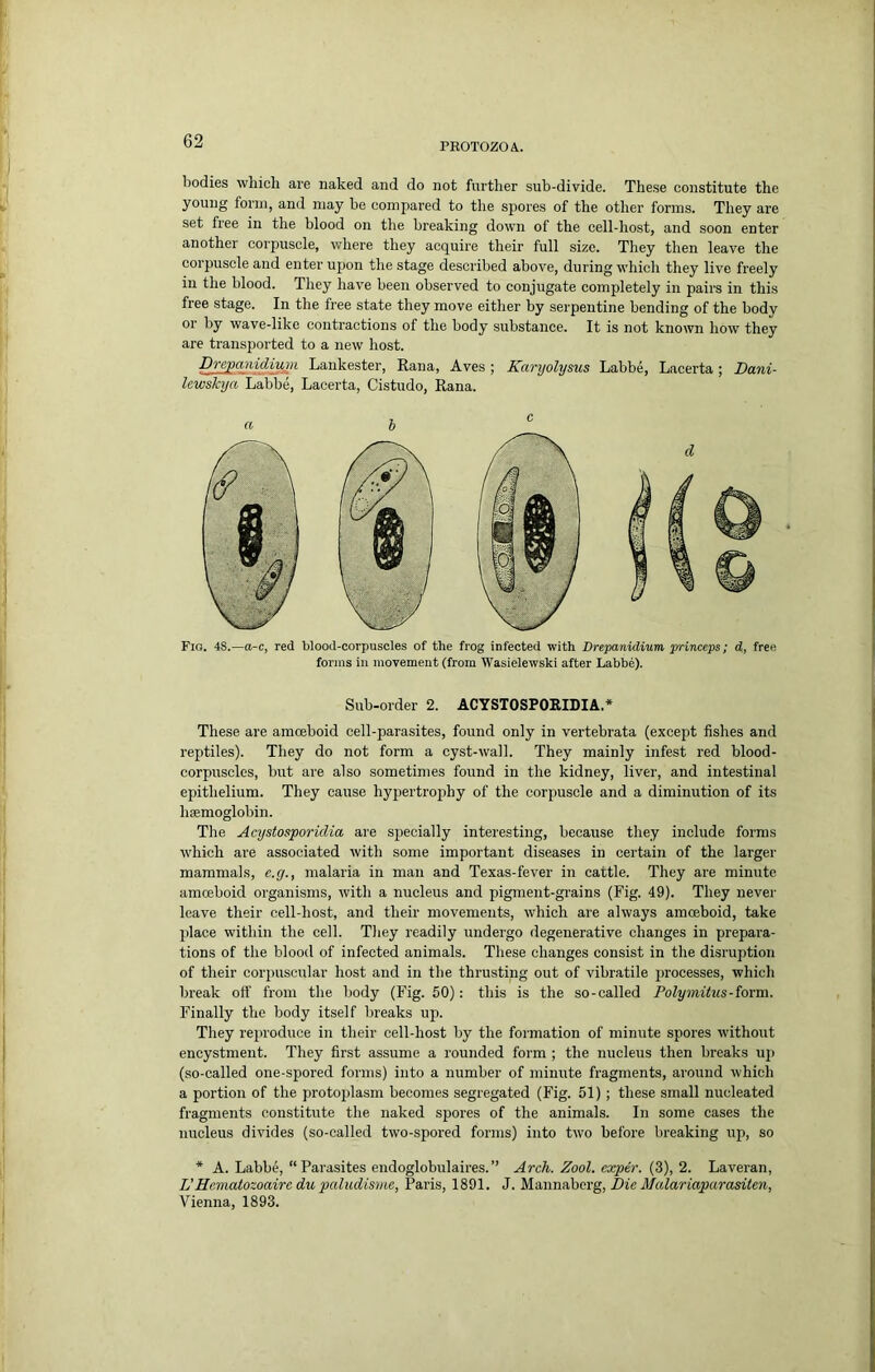 PROTOZOA. bodies which are naked and do not further sub-divide. These constitute the young form, and may be compared to the spores of the other forms. They are set free in the blood on the breaking down of the cell-host, and soon enter another corpuscle, where they acquire their full size. They then leave the corpuscle and enter upon the stage described above, during which they live freely in the blood. They have been observed to conjugate completely in pairs in this free stage. In the free state they move either by serpentine bending of the body or l>y wave-like contractions of the body substance. It is not known how they are transported to a new host. Drepanidium Lankester, Rana, Aves ; Karyolysus Labbe, Lacerta; Dani- Icwskya Labbe, Lacerta, Cistudo, Rana. Fig. 4S.—o-c, red blood-corpuscles of the frog infected with Drepanidium. princeps; d, free forms in movement (from Wasielewski after Labbe). Sub-order 2. ACYSTOSPOEIDIA.* These are amoeboid cell-parasites, found only in vertebrata (except fishes and reptiles). They do not form a cyst-wall. They mainly infest red blood- corpuscles, but are also sometimes found in the kidney, liver, and intestinal epithelium. They cause hypertrophy of the corpuscle and a diminution of its haemoglobin. The Acystosporidia are specially interesting, because they include forms which are associated with some important diseases in certain of the larger mammals, e.g., malaria in man and Texas-fever in cattle. They are minute amoeboid organisms, with a nucleus and pigment-grains (Fig. 49). They never leave their cell-host, and their movements, which are always amoeboid, take place within the cell. They readily undergo degenerative changes in prepara- tions of the blood of infected animals. These changes consist in the disruption of their corpuscular host and in the thrusting out of vibratile processes, which break ott' from the body (Fig. 50): this is the so-called Polymitns-form. Finally the body itself breaks up. They reproduce in their cell-host by the formation of minute spores without encystment. They first assume a rounded form ; the nucleus then breaks uji (so-called one-spored forms) into a number of minute fragments, around which a portion of the protoplasm becomes segregated (Fig. 51); these small nucleated fragments constitute the naked spores of the animals. In some cases the nucleus divides (so-called two-spored forms) into two before breaking up, so * A. Labbe, “Parasites endoglobulaires.” Arch. Zool. exper. (3), 2. Laveran, L’Heniatozoaire du paludisme, Paris, 1891. J. Mannaberg, Die Malariaparasiten, Vienna, 1893.