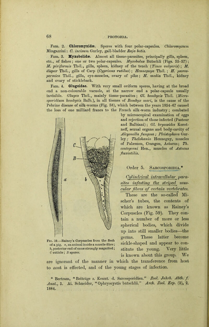 Fam. 2. Chloromyxidae. Spores witli four polar-capsules. Chloromyxum Mingazzini: G. indsum Gurley, gall-bladder Eaja batis. Fani. 3. Myxobolidae. Almost all tissue-parasites, principally gills, spleen, etc., of fishes ; one or two polar-capsules. Myxoholus Biltschli (Figs. 55-57) ; M, piriformis Thel., gills, spleen, kidney of the tench {Tinea vulgaris)', M. dispar Thel., gills of Carp {Cyprinus rutilus); Henneguya Thel. ; H. jisoros- permica Thel., gills, eye-muscles, ovary of pike; H. media Thel., kidney and ovary of stickleback. Fam. 4. Glugeidae. With very small oviform spores, having at the broad end a non-colourable vacuole, at the narrow end a polar-capsule usually invisible. Glugea Thel., mainly tissue-parasites ; Gl. bombycis Thel. {Micro- sporidium bombycis Balb.), in all tissues of Bombyx mori, is the cause of the Pebrine disease of silk-worms (Fig. 58), which between the years 1854-67 caused the loss of one milliard francs to the French silk-worm industry ; combated by microscopical examination of eggs and rejection of those infected (Pasteur and Balbiani); Gl. bryozoides Korot- neff, sexual organs and body-cavity of Alcyonclla fungosa ; Pleistophora Gm- ley; Thelohania Henueguy, muscles of Paliemon, Crangon, Astacus; Th. contegeani Hen., muscles of Astacus fluviatilis. Order 5. Sakcosporidia.* Crjlindvical intracellular para- sites infestiw/ the striped mus- cular fibres of certain vertebrates. These are the so-called Mi- scher’s tubes, the contents of ■which are known as Eainey’s Corpuscles (Fig. 59). They con- tain a number of more or less spherical bodies, which divide up into still smaller bodies—the germs. These latter become sickle-shaped and appear to con- stitute the young. Very little is known about this group. We are ignorant of the manner in which the transference from host to nost is effected, and of the young stages of infection. * Bertram, “Beitriige z. Kennt. d. Sarcosiioridien.” Zool. Jahrb. Abth: f. Anat., 5. Ai. Schneider, “Ophryocystis biltschlii.” Arch. Zool. Exp. (2), 2, 1884. . : Fig. 59.—Rainey's Corpuscles from the flesh of a pig. a, an animal inside a muscle-fibre; h, posterior end of same strongly magnified; C cuticle ; B spores.