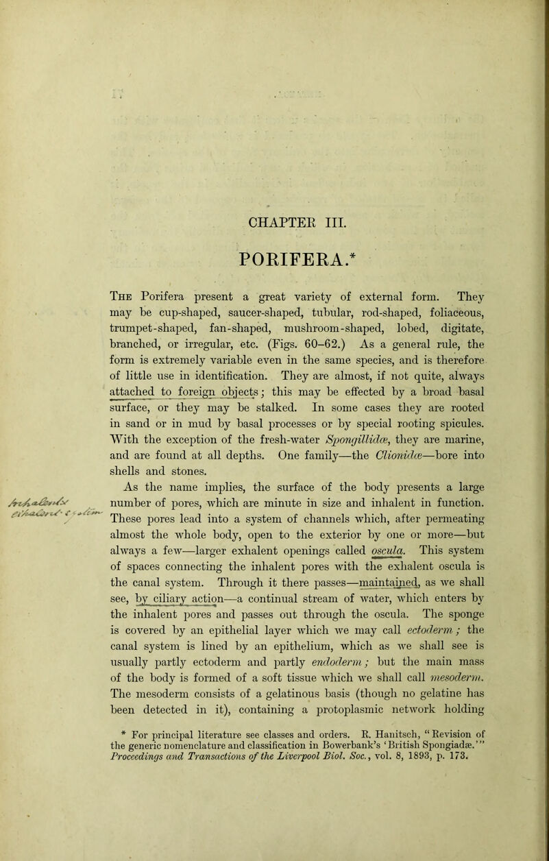 PORIFERA.* The Porifera present a great variety of external form. They may be cup-shaped, saucer-shaped, tubular, rod-shaped, foliaceous, trumpet-shaped, fan-shaped, mushroom-shaped, lobed, digitate, branched, or irregular, etc. (Figs. 60-62.) As a general rule, the form is extremely variable even in the same species, and is therefore of little use in identification. They are almost, if not quite, always attached to foreign objects; this may he effected by a broad basal surface, or they may be stalked. In some cases they are rooted in sand or in mud by basal j^rocesses or by special rooting spicules. With the exception of the fresh-water SponcjilUdce, tliey are marine, and are found at all depths. One family—the ClionulLe—bore into shells and stones. As the name implies, the surface of the body presents a large number of pores, which are minute in size and inhalent in function. These pores lead into a system of channels which, after permeating almost the whole body, open to the exterior by one or more—but always a few—larger exlialent openings called oscula. This system of spaces connecting the inhalent pores with the exlialent oscula is the canal system. Through it there passes—nmintaiped. as we shall see, by ciliary action—a continual stream of water, which enters by the inhalent jiores and passes out through the oscula. The sponge is covered by an epithelial layer which we may call ectoderm ; the canal system is lined by an epithelium, which as we shall see is usually partly ectoderm and jJartly endoderm; but the main mass of the body is formed of a soft tissue which we shall call mesoderm. The mesoderm consists of a gelatinous basis (though no gelatine has been detected in it), containing a protoplasmic network holding * For principal literature see classes and orders. K. Hanitsch, “ Revision of the generic nomenclature and classification in Bowerbank’s ‘British Spongiadse.’” Proceedings and Transactions of the Liverpool Biol. Soc., vol. 8, 1893, p. 173.