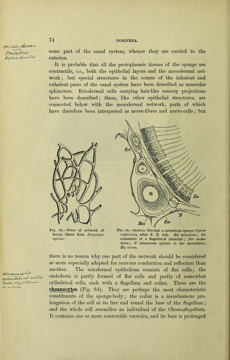 SAc£o^‘^- /It i/t-a some part of the canal system, whence they are carried to the exterior. It is probable that all the protoplasmic tissues of the sponge are contractile, he., both the epithelial layers and the mesodermal net- work ; but special structures in the course of the inhalent and exhalent parts of the canal system have been described as muscular sphincters. Ectodermal cells carrying hair-like sensory projections have been described; these, like other epithelial structures, are connected below with the mesodermal network, parts of which have therefore been interpreted as nerve-fibres and nerve-cells; but Fig. 63.—Piece of network of horny fibres from Euspongki equina. Fig. 64.—Section through a calcareous sponge {Sycon mphanus), after F. E. Sch. Ect ectoderm; En endoderm of a flagellated chamber; Mes meso- derm ; N calcareous spicule in the mesoderm; Eiz ovum. oC there is no reason why one part of the network should be considered as more especially adajited for nervous conduction and reflection than another. The ectodermal epithelium consists of fiat cells; the endoderm is partly formed of flat cells and partly of somewhat cylindrical cells, each with a flagellum and collar. These are the choanocytes (Fig. 64). They are perhaps tlie most characteristic constituents of the sponge-body; the collar is a membranous pro- longation of the cell at its free end round the base of the flagellum; and the wdiole cell resembles an individual of the Choanoflagellata. It contains one or more contractile vacuoles, and its base is ju’olonged