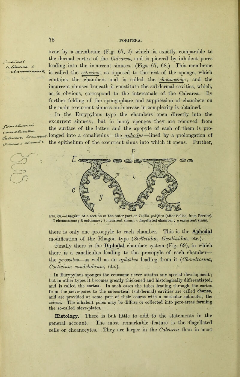 over by a membrane (Fig. 67, T) wliich is exactly comparable to the dermal cortex of the Calcarea, and is j^ierced by inhalent pores leading into the incurrent sinuses. (Figs. 67, 68.) This membrane ■''•is called the edosmm, as oj^posed to the rest of the sponge, which contains the chambers and is called the choanosome; and the incurrent sinuses beneath it constitute the subdermal cavities, which, as is obvious, correspond to the intercanals of. the Calcarea. By further folding of the spongophare and suppression of chambers on the main excurrent sinuses an increase in complexity is obtained. In the Eurypylous type the chambers open directly into the excurrent sinuses; but in many sponges they are removed from the surface of the latter, and the apopyle of each of them is pro- longed into a canaliculus—the ayliodus—lined by a prolongation of the epithelium of the excurrent sinus into which it opens. Further, Fig. 68.—Diagram of a section ot the outer part oi Tetilla pedifem (after Solias, from Perrier). C choanosome ; E ectosome; i ihcurrent sinus; v flagellated chamber; g excurreiit sinus. there is only one prosopyle to each chamber. This is the Aphodal modification of the Rhagon type [Stetletidae, Geodinidae, etc.). Finally there is the Diplodal chamber system (Fig. 69), in which there is a canaliculus leading to the prosopyle of each chamber— the prosodus—as well as an aphodus leading from it {Chondrosina, Corticium candelabrum, etc.). In Eurypylous sponges the ectosome never attains any special development; but in other types it becomes greatly thickened and histologically differentiated, and is called the cortex. In such cases the tubes leading through the cortex from the sieve-pores to the subcortical (subdermal) cavities are called chones, and are provided at some part of their course with a muscular sphincter, the velum. The inhalent pores may he diffuse or collected into pore-areas forming the so-called sieve-plates. Histology. There is but little to add to the statements in the general account. The most remarkable feature is the flagellated cells or choanocytes. They are larger in the Calcarea than in most