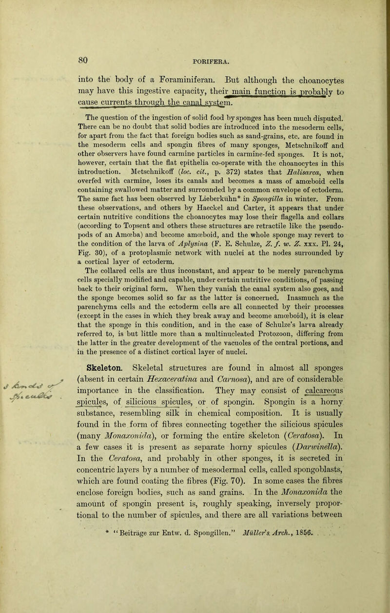 into the body of a Foraminiferan. But although the choanocytes may have this ingestive capacity, their main function is probably to cause currents through the canal svsteiTi. The question of the ingestion of solid food by sponges has been much disputed. There can be no doubt that solid bodies are introduced into the mesodemi cells, for apart from the fact that foreign bodies such as sand-grains, etc. are found in the mesoderm cells and spongin fibres of many sponges, Metschnikoif and other observers have found carmine particles in carmine-fed sponges. It is not, however, certain that the flat epithelia co-operate with the choanocytes in this introduction. Metsclmikoff {loc. ciL, p. 372) states that Halisarca, when overfed with carmine, loses its canals and becomes a mass of amoeboid cells containing swallowed matter and surrounded by a common envelope of ectoderm. The same fact has been observed by Lieberktlhn* in Spongilla in winter. From these observations, and others by Haeckel and Carter, it appears that under certain nutritive conditions the choanocytes may lose their flagella and collars (according to Topsent and others these structures are retractile like the pseudo- pods of an Amoeba) and become amoeboid, and the whole sponge may revert to the condition of the larva of Aplysing (F. E. Schulze, Z. f. w. Z. xxx. PI. 24, Fig. 30), of a protoplasmic network with nuclei at the nodes surrounded by a cortical layer of ectoderm. The collared cells are thus inconstant, and appear to be merely parenchyma cells specially modified and capable, under cei-tain nutritive conditions, of passing back to their original form. When they vanish the canal system also goes, and the sponge becomes solid so far as the latter is concerned. Inasmuch as the parenchyma cells and the ectoderm cells are all connected by their processes (except in the cases in which they break away and become amoeboid), it is clear that the sponge in this condition, and in the case of Schulze’s larva already referred to, is but little more than a multinucleated Protozoon, differing from the latter in the greater development of the vacuoles of the central portions, and in the presence of a distinct cortical layer of nuclei. Skeleton. Skeletal structures are found in almost all sponges (absent in certain Hexaceratina and Carnosa), and are of considerable importance in the classification. They may consist of calcareous spicules, of silicious spicules, or of spongin. Spongin is a horny substance, resembling silk in chemical composition. It is usually found in the form of fibres connecting together the silicious spicules (many Monaxonida), or forming the entire skeleton (Ceratosa). In a few cases it is present as separate horny spicules (Dar'ioinella). In the Ceratosa, and probably in other sponges, it is secreted in concentric layers by a number of mesodermal cells, called s^jongoblasts, which are found coating the fibres (Fig. 70). In some cases the fibres enclose foreign bodies, such as sand grains. In the Monaxonida the amount of spongin present is, roughly speaking, inversely propor- tional to tlie number of spicules, and there are all variations between “ Beitriige zur Entw. d. Spongillen.” Mulleds. Arch., 1856.