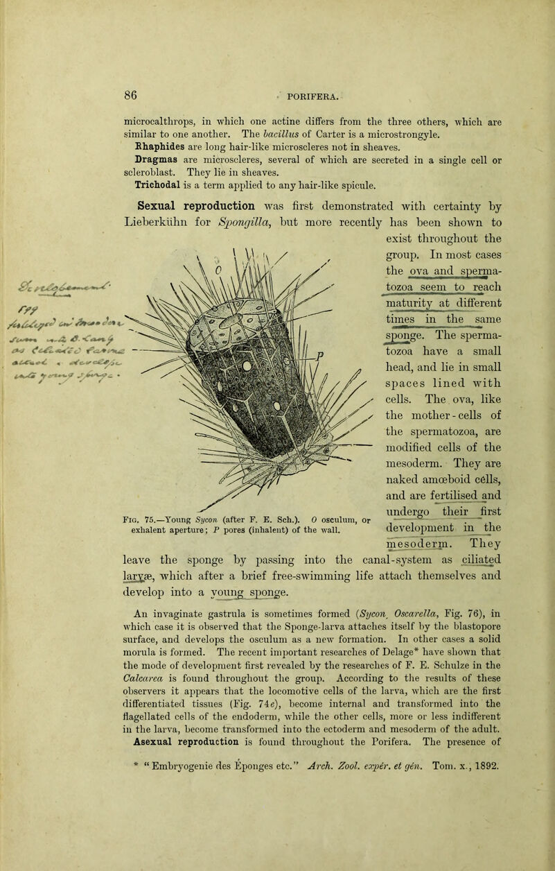 microcaltlirops, in which one actine differs from the three others, which are similar to one another. The hacilliis of Carter is a microstrongyle. Shaphides are long hair-like microscleres not in sheaves. Dragmas are microscleres, several of which are secreted in a single cell or scleroblast. They lie in sheaves. Trichodal is a term applied to any hair-like spicule. Sexual reproduction was first demonstrated with certainty by Lieberkiihn for Spongilla, but more recently has been shown to exist throughout the group. In most cases the ova and sperma- tozoa seem to reach maturity at different times in the same sponge. The sperma- tozoa have a small head, and lie in small spaces lined with cells. The ova, like the mother - cells of the spermatozoa, are modified cells of the mesoderm. They are naked amoeboid cells, and are fertilised and undergo their first Fio. 75.—Young Sycon (after F. B. Sch.). 0 osculum, or — , exhalent aperture; P pores (inhalent) of the wall. development in the mesoderm. They leave the sponge by passing into the canal-system as ciliated larvae, which after a brief free-swimming life attach themselves and develop! into a young sjionge. An invaginate gastrula is sometimes formed [Sycon^ Oscarella, Fig. 76), in which case it is observed that the Sponge-larva attaches itself by the blastopore surface, and develops the osculum as a new formation. In other cases a solid morula is formed. The recent important researches of Delage* have shown that the mode of development first revealed by the researches of F. E. Schulze in the Calcarea is found throughout the group. According to tlie results of these observers it appears that the locomotive cells of the larva, which are the first differentiated tissues (Fig. 74e), become internal and transformed into the flagellated cells of the endoderin, while the other cells, more or less indifferent in the larva, become transformed into the ectoderm and mesoderm of the adult. Asexual reproduction is found throughout the Porifera. The presence of * “ Embryogenie des Eponges etc.” Arch. Zool. expir. et gen. Tom. x., 1892.