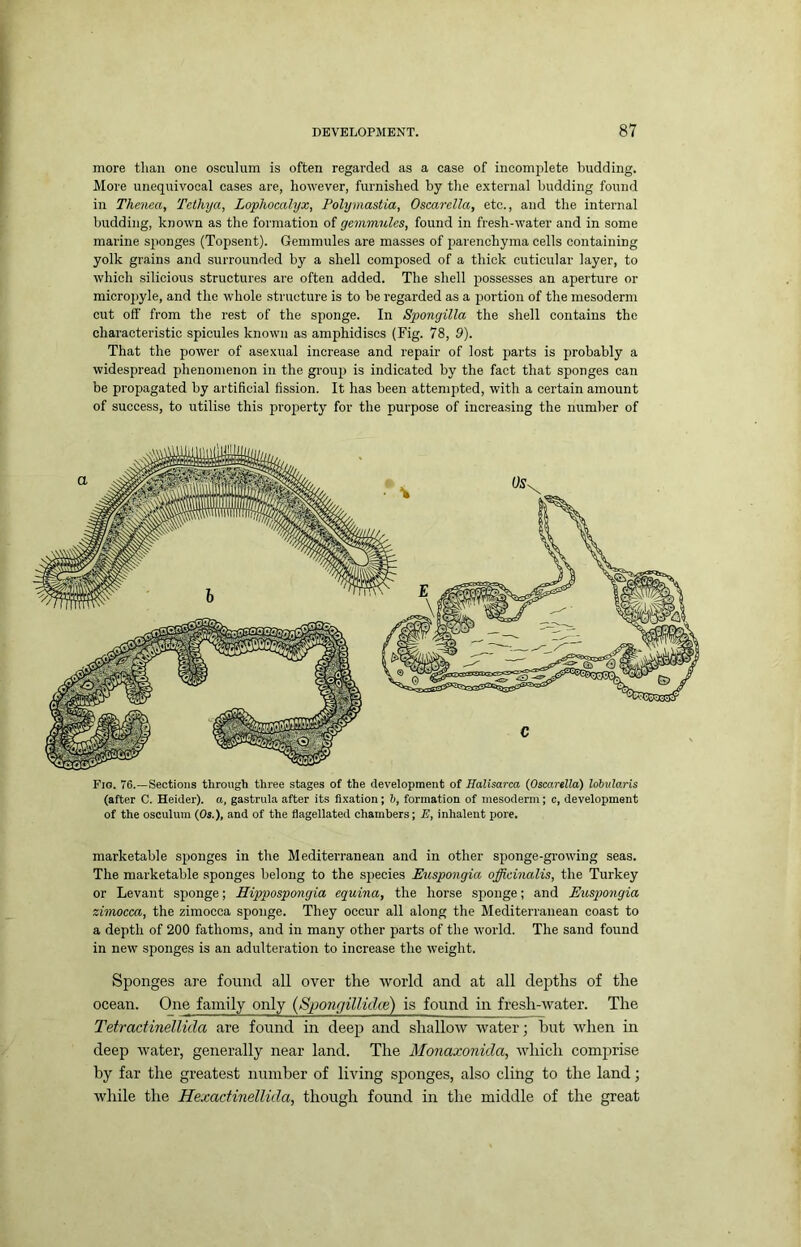 more than one osculum is often regarded as a case of incomplete budding. More unequivocal cases are, however, furnished by the external budding found in Thenea, Tcthya, Lophocalyx, Polymastia, Oscarella, etc., and the internal budding, known as the formation of gemmules, found in fresh-water and in some marine sjionges (Topsent). Gemmules are masses of parenchyma cells containing yolk grains and surrounded by a shell composed of a thick cuticular layer, to which silicious structures are often added. The shell jDossesses an aperture or microjiyle, and the whole structure is to be regarded as a portion of the mesoderm cut off from the rest of the sponge. In Spongilla the shell contains the characteristic spicules known as amphidiscs (Fig. 78, 9). That the power of asexual increase and repair of lost jiarts is probably a widespread phenomenon in the gi-oup is indicated by the fact that sponges can be propagated by artificial fission. It has been attempted, with a certain amount of success, to utilise this property for the purpose of increasing the number of Fio. 76.—Sections through three stages of the development of Halisarca (Oscarella) lobularis (after C. Heider). a, gastrula after its fixation; h, formation of mesoderm; c, development of the osculum (Os.), and of the flagellated chambers; E, inhalent pore. marketable sponges in the Mediterranean and in other sponge-growing seas. The marketable sponges belong to the species Euspongia officinalis, the Turkey or Levant sponge; Hippospongia equina, the horse sponge; and Euspongia zimocca, the zimocca sponge. They occur all along the Mediterranean coast to a depth of 200 fathoms, and in many other parts of the world. The sand found in new sponges is an adulteration to increase the weight. Sponges are found all over the world and at all depths of the ocean. One family only (Sponfjillidce) is found in fresh-water. The TetractinelUda are found in deep and shallow water; hut when in deep water, generally near land. The Monaxonida, which comprise by far the greatest number of living sponges, also cling to the land; while the Hexactinellida, though found in the middle of the great