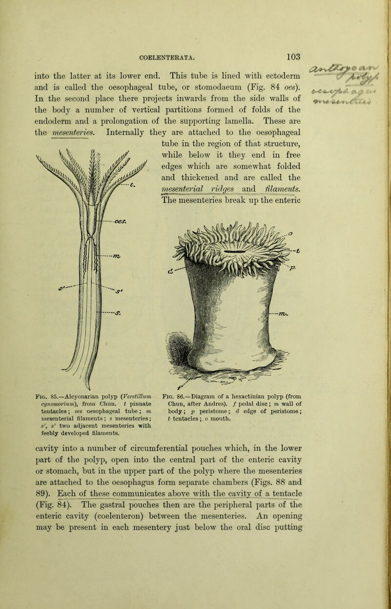 into the latter at its lower end. This tube is lined with ectoderm and is called the oesophageal tube, or stomodaeuin (Fig. 84 oes). In the second place there projects inwards from the side walls of the body a number of vertical partitions formed of folds of the endoderm and a prolongation of the supporting lamella. These are the mesenteries. Internally they are attached to the oesophageal tube in the region of that structure, while below it they end in free edges which are somewhat folded and thickened and are called the mesenterial ridges and Maments. The mesenteries break up the enteric Fio. 85.—Alcyonarian polyp (Veretillum ajnomorium), from Glum, t pinnate tentacles; oes oesophageal tube; m mesenterial filaments ; s mesenteries; s', s' two adjacent mesenteries with feebly developed filaments. Fio. 86.—Diagram of a hexactinian polyp (from Chun, after Andres). / pedal disc; m wall of body ; p peristome; d edge of peristome; t tentacles; o mouth. cavity into a number of circumferential pouches which, in the lower part of the polyp, open into the central part of the enteric cavity or stomach, but in the upper part of the polyp where the mesenteries are attached to the oesophagus form separate chambers (Figs. 88 and 89). Each of tlmse communicates above with the cavity of a tentacle (Fig. 84). The gastral pouches then are the j^eripheral parts of the enteric cavity (coelenteron) between the mesenteries. An opening may be present in each mesentery just below the oral disc putting ♦♦ M I '■. ■ ■<