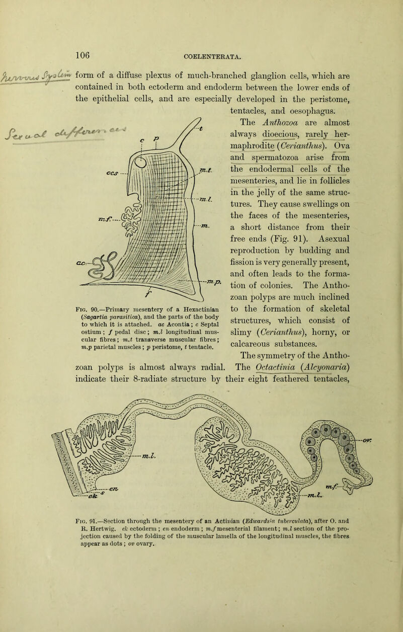 ■cr <* form of a diffuse i^lexus of much-branclied glanglion cells, which are contained in both ectoderm and endoderm between the lower ends of the epithelial cells, and are especially developed in the peristome, tentacles, and oesophagus. The Antliozoa are almost always dioecious, rarely her- maphi’odite (Cerianthus). Ova and spermatozoa arise from the endoderm al cells of the mesenteries, and lie in follicles in the jelly of the same struc- tures. They cause swellings on the faces of the mesenteries, a short distance from their free ends (Fig. 91). Asexual reproduction by budding and fission is very generally present, and often leads to the forma- tion of colonies. The Antho- zoan polyps are much inclined to the formation of skeletal structures, which consist of slimy {Cerianthus), horny, or calcareous substances. The symmetry of the Antho- zoan polyps is almost always radial. The Octactinia {Alcyonarid) indicate their 8-radiate structure by their eight feathered tentacles. Fig. 90.—Primary mesentery of a Hexactinian (Sagartia parasitica), and the parts of the body to which it is attached, ac Acontia; e Septal ostium ; f pedal disc ; m.l longitudinal mus- cular fibres; m.t transverse muscular fibres; m.p parietal muscles ; p peristome, t tentacle. Fig. 91.—Section through the mesentery of an Actinian (Edwardsia tuberculata), after O. and R. Hertwig. e/.-ectodenn ; endoderm ; m./mesenterial filament; m.l section of the pro- jection caused by the folding of the muscular lamella of the longitudinal muscles, the fibres appear as dots ; ov ovary.