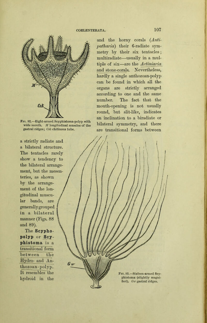 and the horny corals (Anti- patharia) their 6-radiate sym- metry by their six tentacles; multiradiate—usually in a mul- tiple of six—are the Actiniaria and stone-corals. Nevertheless, hardly a single anthozoan-polyp can be found in which all the organs are strictly arranged according to one and the same number. The fact that the mouth-opening is not usually roimd, but slit-like, indicates an inclination to a biradiate or bilateral symmetry, and there are transitional forms between a strictly radiate and a bilateral structure. The tentacles rarely show a tendency to the bilateral arrange- ment, but the mesen- teries, as shown by the arrange- ment of the lon- gitudinal muscu- lar bands, are general! y grouped in a bilateral manner (Figs. 88 and 89). The Scypho- polyp or Scy- phistoma is a transitional form between the Hydro- and An- thozoan-polyp. It resembles the hydroid in the Fio. 92.—Eight-armed Scyphistoma-polyp with wide mouth. M longitudinal muscles of the gastral ridges; Csk chitinous tube.