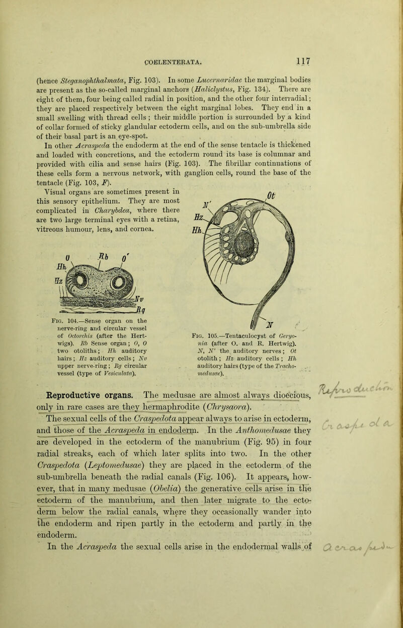 (hence Steganophthalmata, Fig. 103). In some Luccrnaridac the marginal bodies are present as the so-called marginal anchors {Haliclystus, Fig. 134). There are eight of them, four being called radial in position, and the other four interi'adial; they are placed respectively between the eight marginal lobes. They end in a small swelling with thread cells ; their middle portion is surrounded by a kind of collar formed of sticky glandular ectoderm cells, and on the sub-umbrella side of their basal part is an eye-spot. In other Acraspcda the endoderm at the end of the sense tentacle is thickened and loaded with concretions, and the ectoderm round its base is columnar and provided with cilia and sense hairs (Fig. 103). The fibrillar continuations ot these cells form a nervous network, with tentacle (Fig. 103, F). Visual organs are sometimes present in this sensory epithelium. They are most complicated in Charyhdea, where there are two large terminal eyes with a retina, vitreous humour, lens, and cornea. Fig. 104.—Sense organ on the nerve-ring and circular vessel of OctorcMs (after the Hert- wigs). Rb Sense organ; 0, 0 two otoliths; Hh auditory hairs ; Hz auditory cells ; Nv upper nerve-ring; Rg circular vessel (type of Vesicxdata). ganglion cells, round the base of the Fig. 105.—Tentaculocyst of Geryo- nia (after O. and R. Hertwig). N, N' the auditory nerves; Ot otolith ; Hz auditory cells ; Hh auditory hairs (type of the Tracho- medusae). Reproductive organs. The medusae^ are almost always dioecious, only in rare cases are they hermaphrodite (^Clirysaoi'o). The sexual cells of the Craspedota appear always to arise in ectoderm, and those of the Acraspedq in endoderm. In the Anthomedusae they are developed in the ectoderm of the manubrium (Fig. 95) in four radial streaks, each of which later splits into two. In the other Craspedota {LejAomedusae) they are placed in the ectoderm of the suh-umbrella beneath the radial canals (Fig. 106). It appears, how- ever, that in many medusae {Ohelia) the generative cells arise in the ectoderm of the manubrium, and then later migrate to the ecto- derm below the radial canals, where they occasionally wander into the endoderm and ripen partly in the ectoderm and partly in the endoderm. In the Acraspeda the sexual cells arise in the endodermal walls^of