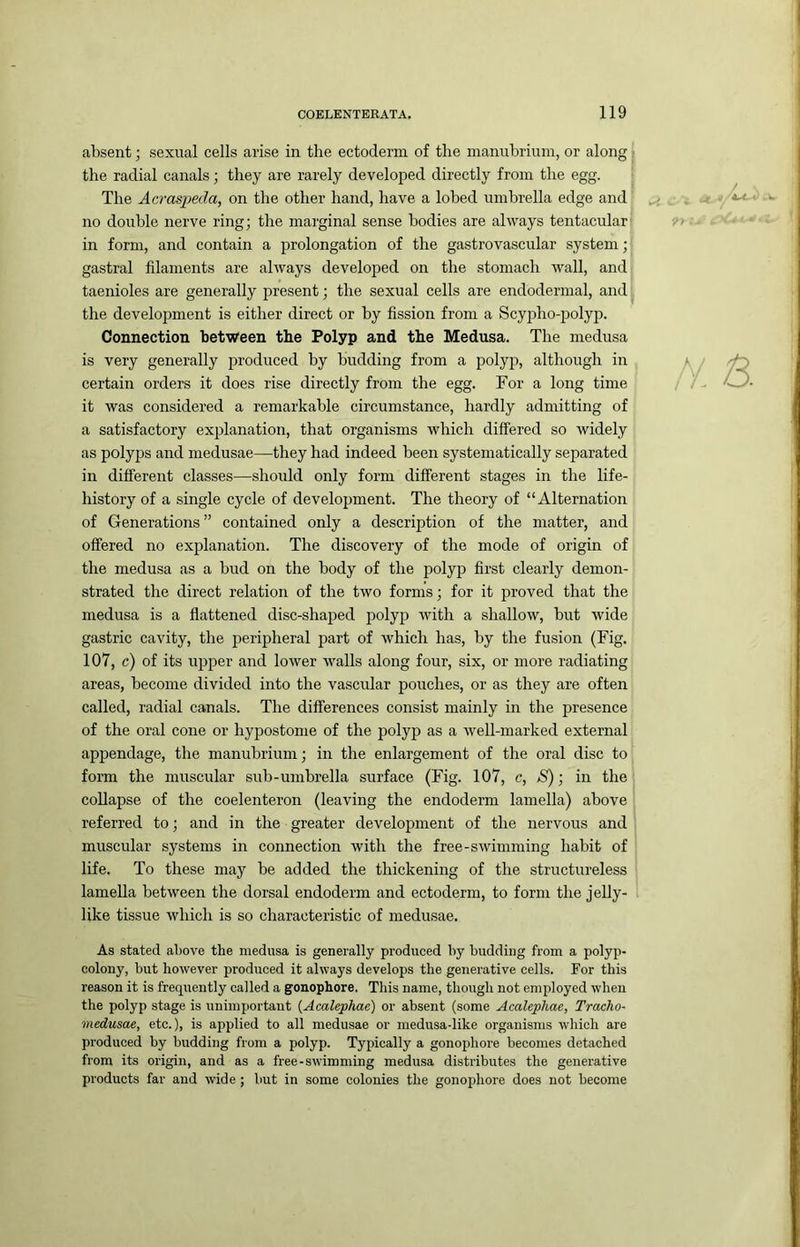 absent; sexual cells arise in the ectoderm of the manubrium, or along; the radial canals; they are rarely developed directly from the egg. | The Acrasimla, on the other hand, have a lobed umbrella edge and no double nerve ring; the marginal sense bodies are always tentacular- in form, and contain a prolongation of the gastrovascular system; gastral filaments are always developed on the stomach wall, and taenioles are generally present; the sexual cells are endodermal, and ^ the development is either direct or by fission from a Scypho-polyp. Connection between the Polyp and the Medusa. The medusa is very generally produced by budding from a polyp, although in , certain orders it does rise directly from the egg. For a long time it was considered a remarkable circumstance, hardly admitting of ^ a satisfactory explanation, that organisms which differed so widely | as polyps and medusae—they had indeed been systematically separated ' in different classes—should only form different stages in the life- j history of a single cycle of development. The theory of “Alternation 1 of Generations ” contained only a description of the matter, and 5 offered no exj^lanation. The discovery of the mode of origin of the medusa as a bud on the body of the polyiD first clearly demon- strated the direct relation of the two forms; for it proved that the) medusa is a flattened disc-shaped polyp with a shallow, but wide j gastric cavity, the peripheral part of which has, by the fusion (Fig.' 107, c) of its upper and lower walls along four, six, or more radiating areas, become divided into the vascular pouches, or as they are often called, radial canals. The differences consist mainly in the presence of the oral cone or hypostome of the polyp as a well-marked external appendage, the manubrium; in the enlargement of the oral disc to form the muscular sub-umbrella surface (Fig. 107, c, >S); in the coUapse of the coelenteron (leaving the endoderm lamella) above referred to; and in the greater development of the nervous and muscular systems in connection with the free-swimming habit of life. To these may be added the thickening of the structureless j lamella between the dorsal endoderm and ectoderm, to form the jelly- 1 like tissue which is so characteristic of medusae. As stated above the medusa is generally produced by budding from a polyp- colony, but however produced it always develops the generative cells. For this reason it is frequently called a gonophore. This name, though not employed when the polyp stage is unimportant {Acalephae) or absent (some Acalephae, Tracho- medusae, etc.), is applied to all medusae or medusa-like organisms which are produced by budding from a polyp. Typically a gonophore becomes detached from its origin, and as a free-swimming medusa distributes the generative products far and wide ; but in some colonies the gonophore does not become