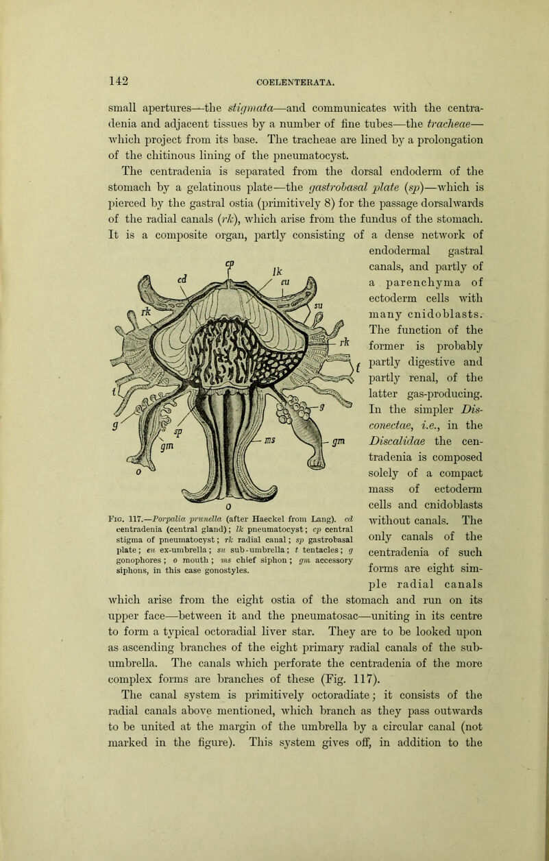small apertures—the stigmata—and communicates with the centra- denia and adjacent tissues by a number of fine tubes—the tracheae— which project from its base. The tracheae are lined by a prolongation of the chitinous lining of the pneumatocyst. The centradenia is separated from the dorsal endoderm of the stomach by a gelatinous plate—the gastrohasal plate (sp)—which is pierced by the gastral ostia (primitively 8) for the passage dorsalwards of the radial canals (rk), which arise from the fundus of the stomach. It is a composite organ, partly consisting of a dense network of endodermal gastral canals, and partly of a parenchyma of ectoderm cells Avith many cnidoblasts. The function of the former is probably partly digestive and partly renal, of the latter gas-producing. In the simpler Dis- conectae, i.e., in the Discaliclae the cen- tradenia is composed solely of a comjract mass of ectoderm cells and cnidoblasts Avithout canals. The only canals of the centradenia of such forms are eight sim- ple radial canals Avhich arise from the eight ostia of the stomach and run on its upper face—betAveen it and the pneumatosac—uniting in its centre to form a typical octoradial liver star. They are to be looked upon as ascending branches of the eight primary radial canals of the sub- umbrella. The canals Avhich perforate the centradenia of the more complex forms are branches of these (Fig. 117). The canal system is primitiAmly octoradiate; it consists of the radial canals above mentioned, Avhich branch as they pass outAvards to be united at the margin of the umbrella by a circular canal (not marked in the figure). This system gives off, in addition to the Fig. 117.—Porpalia prunella (after Haeckel from Lang), cd centradenia (central gland); Ik pneumatocyst; cp central stigma of pneumatocyst; rk radial canal; sp gastrobasal plate; eu ex-umbrella; su sub • umbrella; t tentacles; g gonophores; o mouth ; ms chief siphon; gni accessory siphons, in this case gonostyles.