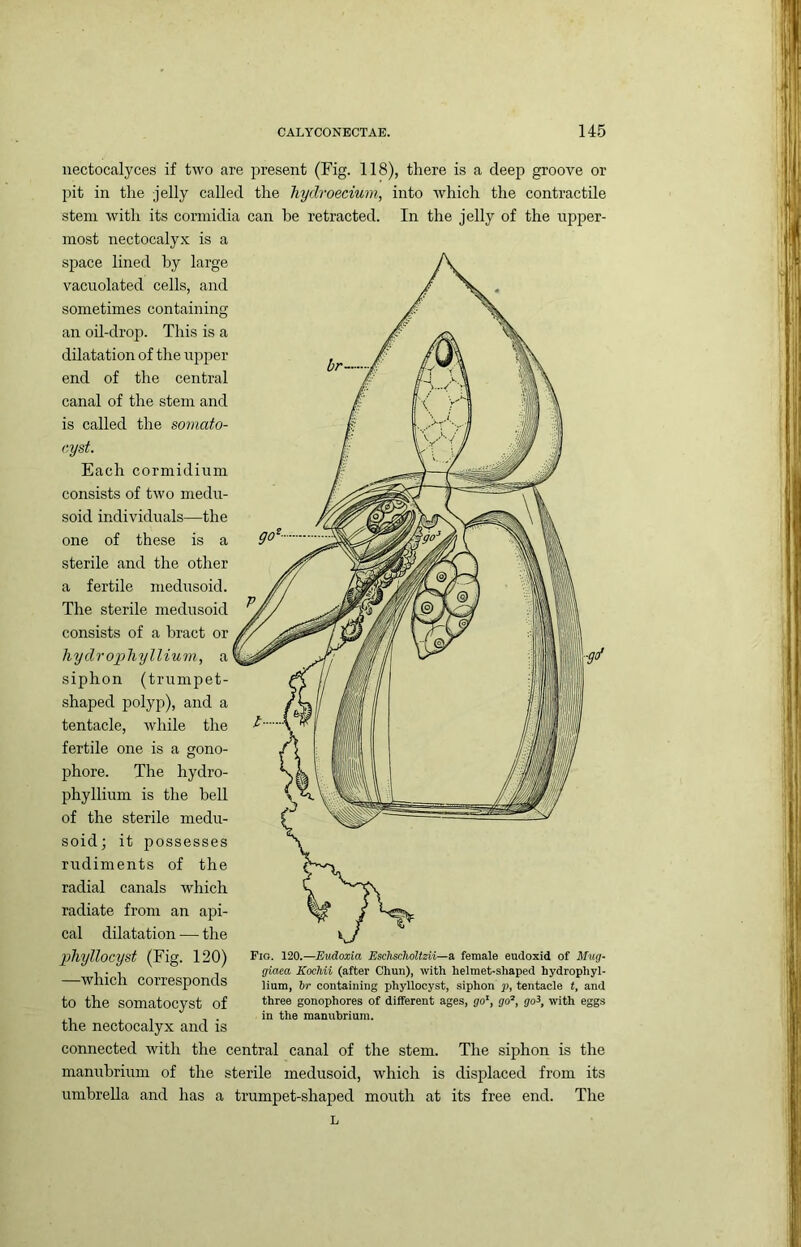 br- nectocalyces if two are present (Fig. 118), there is a deep groove or pit in the jelly called the hydroeeiuin, into which the contractile stem with its cormidia can be retracted. In the jelly of the upper- most nectocalyx is a space lined by large vacuolated cells, and sometimes containing an oil-drop. This is a dilatation of the upper end of the central canal of the stem and is called the somato- r.yst. Each cormidium consists of two medu- soid individuals—the one of these is a sterile and the other a fertile medusoid. The sterile medusoid consists of a bract or hy dr ophy Ilium, a' siphon (trumpet- .shaped polyp), and a tentacle, while the fertile one is a gono- phore. The hydro- phyllium is the bell of the sterile medu- soid; it possesses rudiments of the radial canals which radiate from an api- cal dilatation — the phyllocyst (Fig. 120) —which corresponds to the somatocyst of the nectocalyx and is connected with the central canal of the stem. The siphon is the manubrium of the sterile medusoid, which is displaced from its umbrella and has a trumpet-shaped mouth at its free end. The Fig. 120.—Eudoxia EscTischoUzii—a. female eudoxid of Mug- giaea Kochii (after Chun), with helmet-shaped hydrophyl- lium, ir containing phyllocyst, siphon p, tentacle f, and three gonophores of different ages, go', go®, go^, with eggs in the manubrium. L