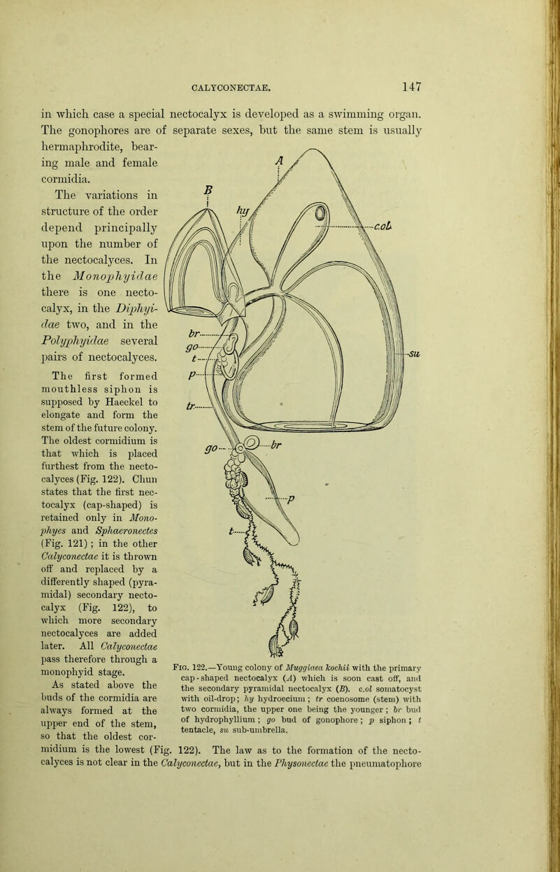 in which case a special nectocalyx is developed as a swimming organ. Tire gonophores are of separate sexes, but the same stem is usually hermaj^hrodite, bear- ing male and female cormidia. The variations in structure of the order depend principally upon the number of the nectocalyces. In the Monopliyidae there is one necto- calyx, in the Dipliyi- <lae two, and in the Polyphyidae several pairs of nectocalyces. The first formed mouthless siphon is supposed by Haeckel to elongate and form the stem of the future colony. The oldest cormidium is that which is 2’laced furthest from the necto- calyces (Fig. 122). Chun states that the first nec- tocalyx (cap-shapcd) is retained only in Mono- phyes and Sphaeronectes (Fig. 121); in the other Calyconectae it is thrown off and replaced by a differently shaped (pyra- midal) secondary necto- calyx (Fig. 122), to which more secondary nectocalyces are added later. All Calyconectae pass therefore through a monophyid stage. As stated above the buds of the cormidia are always formed at the upper end of the stem, so that the oldest cor- midium is the lowest (Fig. 122). The law as to the formation of the necto- calyces is not clear in the Calyconectae, but in the Physoncctae the jmeumatophore Fio. 122.—Young colony of Muggiam kochii with the primary cap-shaped nectocalyx (A) which is soon cast off, and the secondary pyramidal nectocalyx (B). c.ol somatocyst with oil-drop; hy hydroecium; tr coenosome (stem) with two cormidia, the upper one being the younger; br bud of hydrophyllium ; go bud of gonophore; p siphon ; t tentacle, su sub-umbrella.