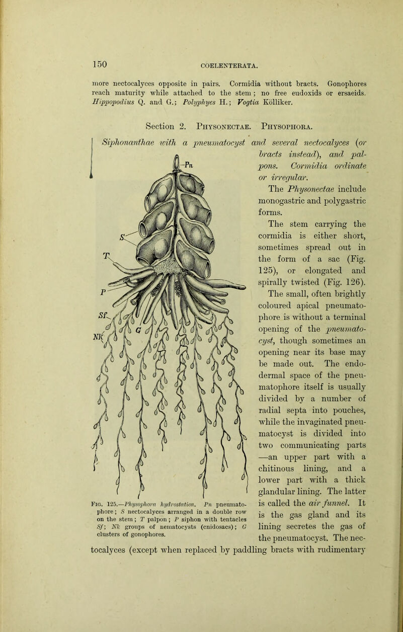 more nectocalyces opposite in pairs. Cormidia witliout bracts. Gonopliores reacli maturity wliile attached to the stem ; no free eudoxids or ersaeids. Hipjjopodius Q. find G.; Polyphyes H.; Vogtia Kdlliker. Section 2. Physonectae. Physophoba. Siplionantliae with a jmeumatocyst and several nedocalxyces {or bracts instead), and pal- pons. Cormidia ordinate or irregular. The Physonectae include monogastric and polygastric forms. The stem carrying the cormidia is either short, sometimes spread out in the form of a sac (Fig. 125), or elongated and spirally twisted (Fig. 126). The small, often brightly coloured apical pneumato- phore is without a terminal opening of the pneuinato- cyst, though sometimes an opening near its base may be made out. The endo- dermal space of the pneu- matophore itself is usually divided by a number of radial septa into pouches, while the invaginated pneu- matocyst is divided into two communicating parts —an upper j^art with a chitmous lining, and a lower part with a thick glandular lining. The latter is called the air funnel. It Fio. 125.—Pltysophora hydrostatica. Pn pneumato- phore; S nectocalyces arranged in a double row on the stem; T palpon; P siphon with tentacles S/; Wc groups of neniatocysts (cnidosacs); G clusters of gonopliores. is the gas gland and its lining secretes the gas of the imeumatocyst. The nec- tocalyces (except when replaced by paddling bracts with rudimentary