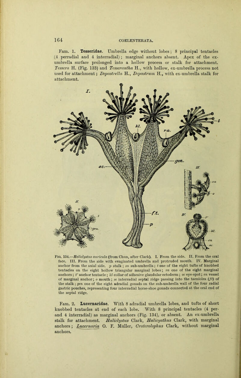 Fam. 1. Tesseridae, Umbrella edge without lobes ; 8 principal tentacles (4 perradial and 4 interradial); marginal anchors absent. Apex of the ex- umbrella surface prolonged into a hollow process or stalk for attachment. Tessera H. (Fig. 133) and Tesserantha H., with hollow, ex-umbrella process not used for attachment; Depastrella H., Depastrum H., with ex-umbrella stalk for attachment. Fio. 134.—Baliclystus auricula (from Chun, after Clark). I. From the side. II. From the oral face. III. From the side with evaginated umbrella and protruded mouth. IV. Marginal anchor from the axial side, p stalk ; su sub-umbrella; t one of the eight tufts of knobbed tentacles on the eight hollow triangular marginal lobes; ra one of the eight marginal anchors ; t ‘ anchor tentacle; Id collar of adhesive glandular ectodenn ; oc eye-spot; en vessel of marginal anchor; o mouth; se interradial septal ridge passing into the taenioles (/<) of the stalk : gen one of the eight adradial gonads on the sub-umbrella wall of the four radial gastric pouches, representing four interradial horse-shoe gonads connected at the oral end of the septal ridge. Fam. 2. Lucernaridae. With 8 adradial umbrella lobes, and tufts of short knobbed tentacles at end of each lobe. With 8 principal tentacles (4 per- and 4 interradial) as marginal anchors (Fig. 134), or absent. An ex-umbrella stalk for attachment. Haliclystus Clark, Halicyathus Clark, with marginal anchors; Lucernaria 0. F. Midler, Craterolophus Clark, without marginal anchors.