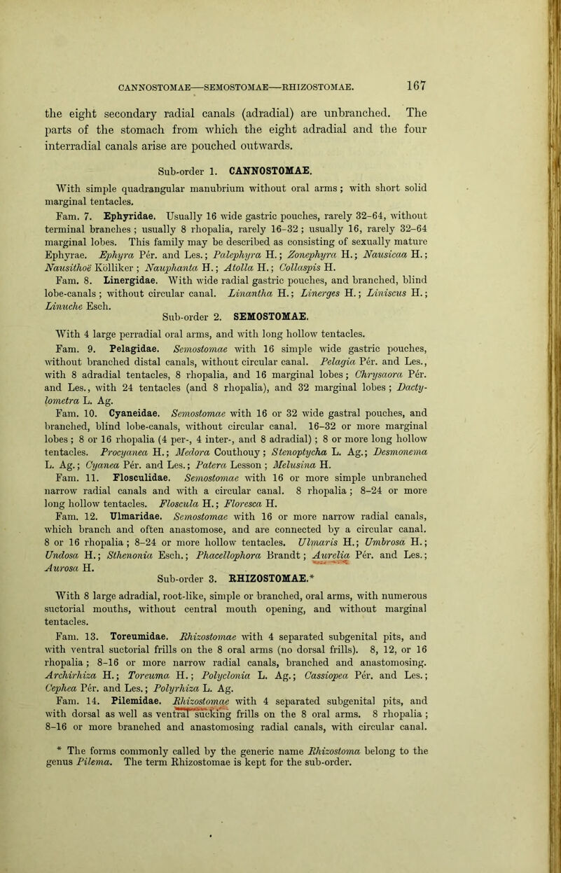 the eight secondary radial canals (adradial) are unbranched. The parts of the stomach from which the eight adradial and the four interradial canals arise are pouched outwards. Sub-order 1. CANNOSTOMAE. With simple quadrangular manubrium without oral arms ; with short solid marginal tentacles. Fam. 7. Ephyridae. Usually 16 wide gastric pouches, rarely 32-64, without terminal branches ; usually 8 rhopalia, rarely 16-32; usually 16, rarely 32-64 marginal lobes. This family may be described as consisting of sexually mature Ephyrae. Ephyra Per. and Les.; Palephyra H.; Zonephyra H.; Nausicaa H.; Nausithoe Kblliker ; Nauplianta H.; Atolla H.; Collaspis H. Fam. 8. Linergidae, With wide radial gastric pouches, and branched, blind lobe-canals ; without circular canal. Linantka H.; Linerges H.; Lmiscus H.; Linuche Esch. Sub-order 2. SEMOSTOMAE, With 4 large perradial oral arms, and with long hollow tentacles. Fam. 9. Pelagidae. Semostomae with 16 simple wide gastric pouches, ■without branched distal canals, without circular canal. Pelagia Vii. and Les., with 8 adradial tentacles, 8 rhopalia, and 16 marginal lobes; Chrysaora Per. and Les., with 24 tentacles (and 8 rhopalia), and 32 marginal lobes ; Dacty- lometra L. Ag. Fam. 10. Cyaneidae, Semostomae with 16 or 32 wide gastral pouches, and branched, blind lobe-canals, withoirt circular canal. 16-32 or more marginal lobes ; 8 or 16 rhopalia (4 per-, 4 inter-, and 8 adradial); 8 or more long hollow tentacles. Procyanea H.; Medora Couthouy; Stenoptycha L. Ag.; Desmonema L. Ag.; Cyanea Per. and Les.; Patera Lesson ; Melusina H. Fam. 11. Flosculidae. Semostomae with 16 or more simple unbranched narrow radial canals and with a circular canal. 8 rhopalia; 8-24 or more long hollow tentacles. Floscula H.; Floresca H. Fam. 12. Ulmaridae. Semostomae with 16 or more narrow radial canals, which branch and often anastomose, and are connected by a circular canal. 8 or 16 rhopalia; 8-24 or more hollow tentacles. Ulmaris H.; Umhrosa H.; Undosa H.; Sthenonia Esch.; Phacellophora Brandt; Aurelia Per. and Les.; A'iivncn TT Sub-order 3. EHIZOSTOMAE.* With 8 large adradial, root-like, simple or branched, oral arms, with numerous suctorial mouths, without central mouth opening, and without marginal tentacles. Fam. 13. Toreumidae. Rhizostomae with 4 separated subgenital pits, and with ventral suctorial frills on the 8 oral arms (no dorsal frills). 8, 12, or 16 rhopalia; 8-16 or more narrow radial canals, branched and anastomosing. Archirhiza H.; Toreuma H.; Polyclonia L. Ag.; Cassiopea Per. and Les.; (Jephca Per. and Les.; Polyrhiza L. Ag. Fam. 14. Pilemidae. Rhizostomae with 4 separated subgenital pits, and with dorsal as well as ventrar‘sucS:lng frills on the 8 oral arms. 8 rhopalia ; 8-16 or more branched and anastomosing radial canals, with circular canal. * The forms commonly called by the generic name Rhizostoma belong to the genus Pilema. The term Rhizostomae is kept for the sub-order.