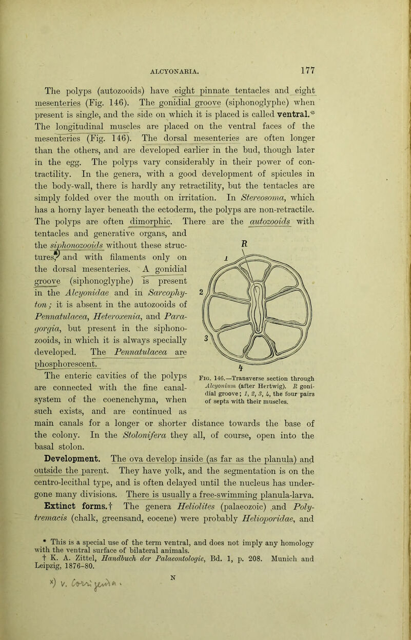 Tlie polyps (autozooids) have eigM pinnate tentacles and eight mesenteries (Fig. 146). The gonidial groove (siphonoglyphe) when present is single, and the side on which it is placed is called ventral.*' The longitudinal muscles are placed on the ventral faces of the mesenteries (Fig. 146). The dorsal mesenteries are often longer than the others, and are developed earlier in the bud, though later in the egg. The polyps vary considerably in their power of con- tractility. In the genera, with a good development of spicules in the body-wall, there is hardly any retractility, but the tentacles are simply folded over the mouth on irritation. In Stereosoma, which has a horny layer beneath the ectoderm, the polyps are non-retractile. The polyps are often dimorphic. There are the autozooids with tentacles and generative organs, and the sipliqnozooids without these struc- tures^ and with filaments only on the dorsal mesenteries. A gonidial groove (siphonoglyphe) is present in the Alcyojiidae and in Sarcophy- ton; it is absent in the autozooids of Pennatulacea, Heteroxenia, and Para- yorrjia, but present in the siphono- zooids, in which it is always specially developed. The Pennatulacea are phosphorescent. The enteric cavities of the polyps are connected with the fine canal- system of the coenenchyma, when such exists, and are continued as main canals for a longer or shorter distance towards the base of the colony. In the Stolonifera they all, of course, open into the basal stolon. Development. The ova develop inside (as far as the planula) and outside the parent. They have yolk, and the segmentation is on the centro-lecithal type, and is often delayed until the nucleus has under- gone many divisions. There is usually a free-swimming planula-larva. Extinct forms, t The genera Heliolites (palaeozoic) and Poly- tremacis (chalk, greensand, eocene) were probably Helioporidae, and * This is a special use of the term ventral, and does not imply any homology with the ventral surface of bilateral animals. t K. A. Zittel, Handhuch der Palaeontologie, Bd. 1, p. 208. Munich and Leipzig, 1876-80. R Fig. 146.—Transverse section through Alcyonium (after Hertwig). R goni- dial groove; 1, S, S, h, the four pairs of septa with their muscles. N