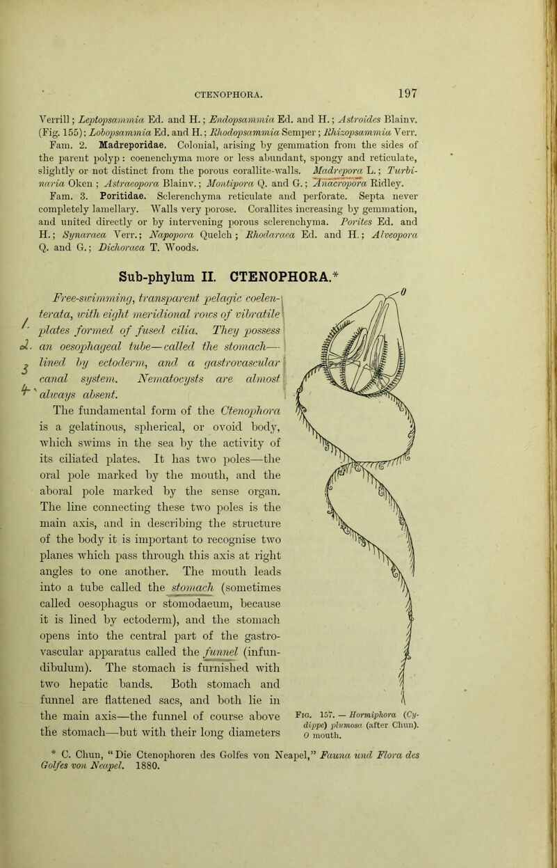 Verril]; Leptopsammia Ed. and H.; Endopsammia Ed. and H.; Astroides Blainv. (Fig. 155); Lohopsammia'S.A. and H.; Rhodopsammia Semi)er; Rhizopsammia'Ven-. Fain. 2. Madreporidae. Colonial, arising by gemmation from the sides of the parent polyp : coenenchyma more or less abundant, spongy and reticulate, slightly or not distinct from the porous corallite-ivalls. Madrepora L.; Turbi- naria Okcn ; Astraeopora Blainv.; Montipora Q. and G.; ^nacropora Ridley. Fam. 3. Poritidae. Sclerenchyma reticulate and perforate. Septa never completely lamellary. Walls very jJorose. Corallites increasing by gemmation, and united directly or by intervening porous sclerenchyma. Foritcs Ed. and H.; Synaraea Verr.; Napopora Quelch ; Rhodaraca Ed. and H.; Alveopora Q. and G.; Diclioraca T. Woods. Sub-phylum II. CTENOPHORA.* Free-swimming, transgmrent ggelagic coelen-\ terata, icitli eight meridional rows of vihratile\ ' plates formed of fused cilia. They p>ossess e2. an oesogphageal tube—called the stomach— , j lined by ectoderm, and a gastrovascular i canal system. Nematocysts are cdmost ^' always absent. The fundamental form of the Ctenophora is a gelatinous, splierical, or ovoid body, Avhich swims in the sea by the activity of its ciliated plates. It has two poles—the oral pole marked by the mouth, and tlie ahoral jrole marked by the sense organ. The line connecting these two poles is the main axis, and in describing the structure of the body it is important to recognise two planes which pass through this axis at right angles to one another. The mouth leads into a tube called the stomach (sometimes called oesophagus or stoniodaeum, because it is lined by ectoderm), and the stomach opens into the central part of the gastro- vascular ajrparatus called the funnel (infun- dibulum). The stomach is furnished with two hepatic bands. Both stomach and funnel are flattened sacs, and both lie in the main axis—the funnel of course above the stomach—but with their long diameters Fig. 157. — HormipTiora (Cy- dippe) phimosa (after Clum). 0 mouth. * G. Chun, “Die Ctenophoren des Golfes von Neapel,” Fauna und Flora des Golfes von Neapd. 1880.