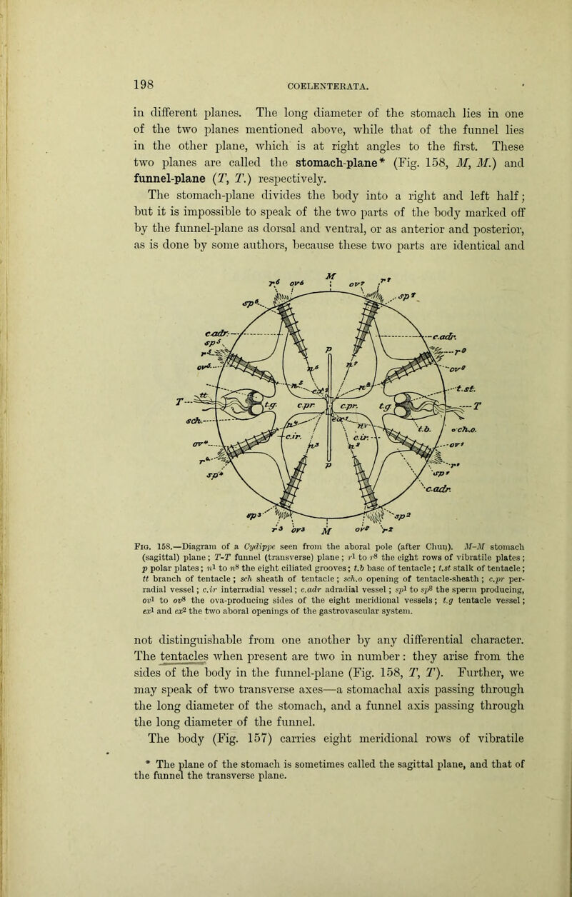 in different planes. Tlie long diameter of the stomach lies in one of the two planes mentioned above, while that of the fi;nnel lies in the other plane, which is at right angles to the first. These two jfianes are called the stomach-plane* (Fig. 158, M, M.) and funnel-plane (T, T.) respectively. The stomach-plane divides the body into a right and left half; but it is impossible to speak of the two parts of the body marked off by the funnel-plane as dorsal and ventral, or as anterior and posterior, as is done by some authors, because these two parts are identical and Fig. 158.—Diagram of a Cydippe seen from the aboral pole (after Chun). M-M stomach (sagittal) plane ; T-T funnel (transverse) plane ; 7-i to rS the eight rows of vibratile plates ; p polar plates; to the eight ciliated grooves; t.b base of tentacle; t.st stalk of tentacle; It branch of tentacle; sch sheath of tentacle; sch.o opening of tentacle-sheath; c.pr per- radial vessel; c.ir interradial vessel; e.adr adradial vessel; spi to sp8 the sperm producing, ori to ou8 the ova-producing sides of the eight meridional vessels; t.g tentacle vessel; eji and ex^ the two aboral openings of the gastrovascular system. not distinguishable from one another by any differential character. The tentacles when present are two in number: they arise from the sides of the body in the funnel-plane (Fig. 158, T, T). Further, we may speak of two transverse axes—a stomachal axis passing through the long diameter of the stomach, and a funnel axis passing through the long diameter of the funnel. The body (Fig. 157) carries eight meridional rows of vibratile * The plane of the stomach is sometimes called the sagittal plane, and that of the funnel the transverse plane.