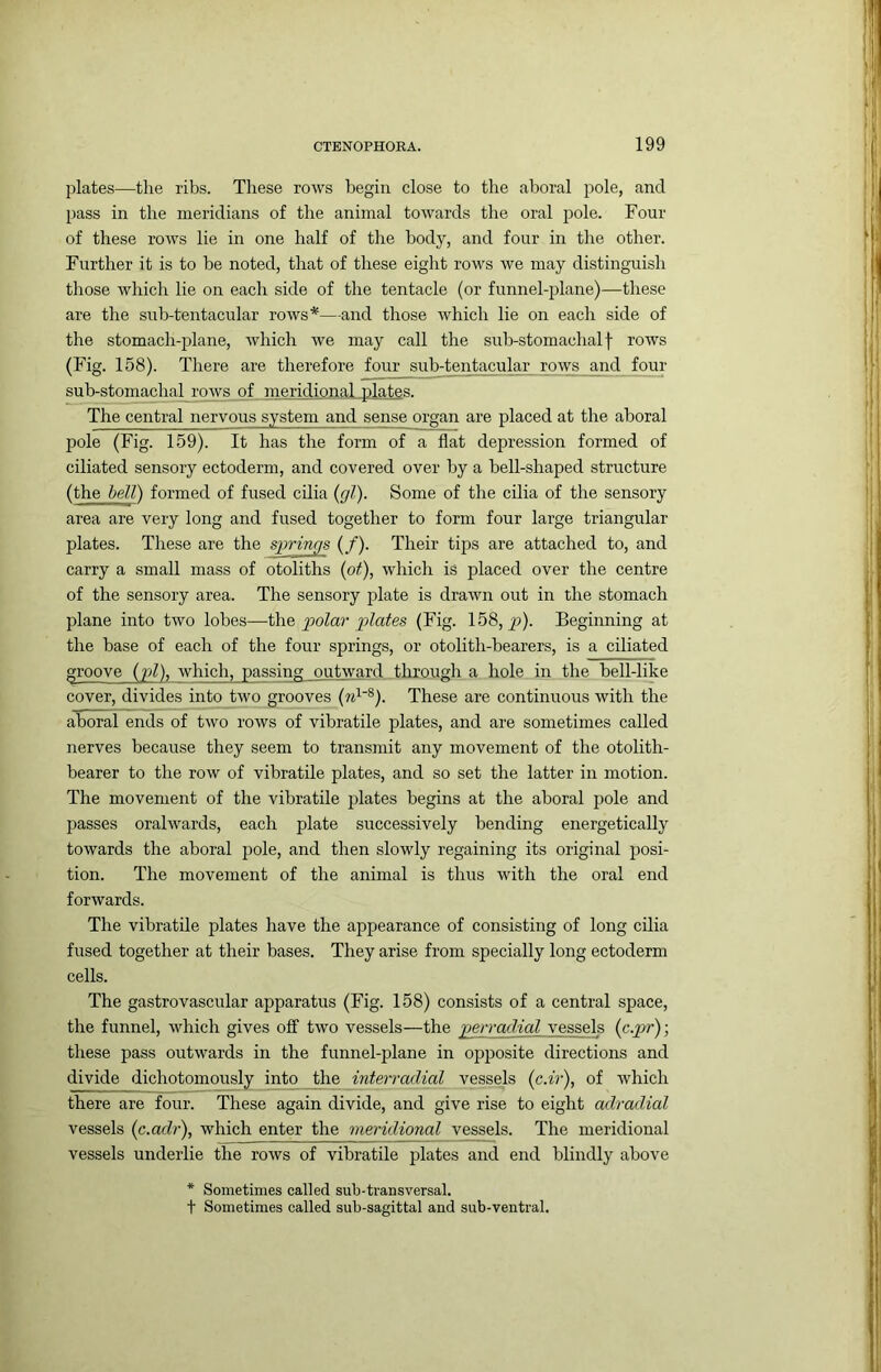 plates—tlie ribs. These rows begin close to the aboral pole, and pass in the meridians of the animal towards the oral pole. Four of these rows lie in one half of the body, and four in the other. Further it is to be noted, that of these eight rows we may distinguish those which lie on each side of the tentacle (or funnel-plane)—these are the sub-tentacular rows*—and those Avhich lie on each side of the stomach-plane, which we may call the sub-stomachal f rows (Fig. 158). There are therefore four sub-tentacular ro\vs a^nd four sub-stomachal rows of nieridional.platss- The central nervous system and sense organ are placed at the aboral pole (Fig. 159). It has the form of a flat depression formed of ciliated sensory ectoderm, and covered over by a bell-shaped structure (the bell) formed of fused cilia {gl). Some of the cilia of the sensory area are very long and fused together to form four large triangular- plates. These are the springs (/). Their tips are attached to, and carry a small mass of otoliths (pi), which is placed over the centre of the sensory area. The sensory plate is drawn out in the stomach plane into two lobes—ihe polar plates (Fig. 158,^). Beginning at the base of each of the four springs, or otolith-bearers, is a ciliated groove {pi), which, passing outward through a hole in the bell-like cover, divides into two grooves (rr^®). These are continuous with the aboral ends of two rows of vibratile plates, and are sometimes called nerves because they seem to transmit any movement of the otolith- bearer to the row of vibratile plates, and so set the latter in motion. The movement of the vibratile j^lates begins at the aboral pole and passes oralwards, each plate successively bending energetically towards the aboral pole, and then slowly regaining its original posi- tion. The movement of the animal is thus with the oral end forwards. The vibratile plates have the appearance of consisting of long cilia fused together at their bases. They arise from specially long ectoderm cells. The gastrovascular apparatus (Fig. 158) consists of a central space, the funnel, which gives off two vessels—the perradial vessels {c.pr') \ these pass outwards in the funnel-plane in opposite directions and divide dichotomously into the interradial vessels (c.ir), of which there are four. These again divide, and give rise to eight adradial vessels (p.adr), which enter the meridional vessels. The meridional vessels underlie the rows of vibratile plates and end blindly above * Sometimes called sub-transversal. t Sometimes called sub-sagittal and sub-ventral.