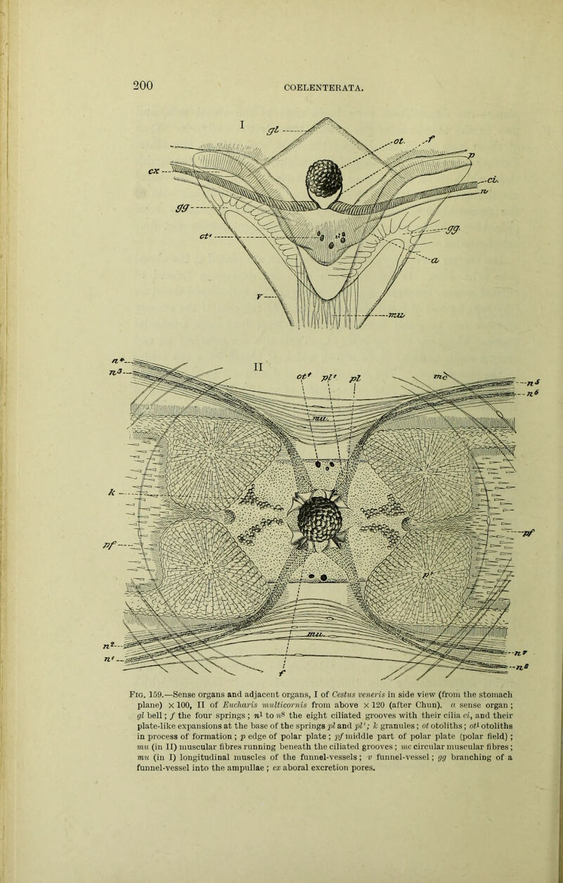 Fig. 159.—Sense organs and adjacent organs, I of Cestus veneris in side view (from the stomach plane) x 100, II of Eucharis multicornis from above X 120 (after Chnn). a sense organ ; gl bell; / the four springs ; ml to m** the eight ciliated gi'ooves with their cilia H, and their plate-like expansions at the base of the springs pi and pi'; k granules; ot otoliths; oti otoliths in process of formation ; p edge of polar plate ; p/middle part of polar plate (polar field); mu (in II) muscular fibres running beneath the ciliated grooves; me circular muscular fibres; mu (in I) longitudinal muscles of the funnel-vessels; v funnel-vessel; gg branching of a funnel-vessel into the ampullae ; ex aboral excretion pores.