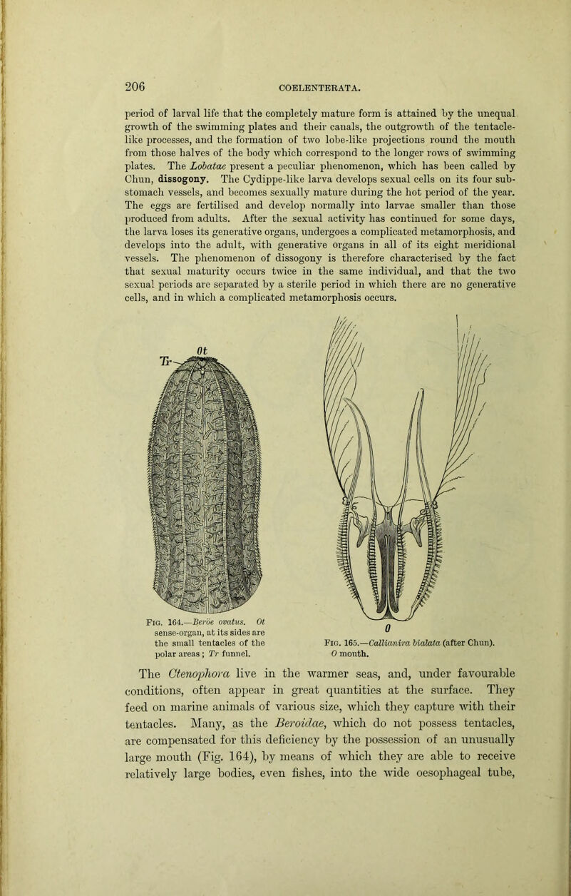 period of larval life that the completely mature form is attained by the unequal growth of the swimming plates and their canals, the outgrowth of the tentacle- like processes, and the formation of two lobe-like projections round the mouth from those halves of the body which correspond to the longer rows of swimming plates. The Lohataa present a peculiar phenomenon, which has been called by Chun, dissogony. The Cydippe-like larva develops sexual cells on its four sub- stomach vessels, and becomes sexually mature during the hot period of the year. The eggs are fertilised and develop normally into larvae smaller than those produced from adults. After the sexual activity has continued for some days, the larva loses its generative organs, undergoes a complicated metamorphosis, and develops into the adult, with generative organs in all of its eight meridional vessels. The phenomenon of dissogony is therefore characterised by the fact that sexual maturity occurs twice in the same individual, and that the two sexual periods are separated by a sterile period in which there are no generative cells, and in which a complicated metamorphosis occurs. Fio. 164.—Beroe ovatus. Ot sense-organ, at its sides are the small tentacles of the polar areas; Tr funnel. The Gteno]jilwra live in the warmer seas, and, under favourable conditions, often ajij^ear in great quantities at the surface. They feed on marine animals of various size, which they cajiture with their tentacles. Many, as the Beroidae, which do not possess tentacles, are compensated for this deficiency by the possession of an unusually large mouth (Fig. 164), by means of which they are able to receive relatively large bodies, even fishes, into the wide oesophageal tube. Fig. 16o.—Callianira Kalaia (after Chun). 0 mouth.