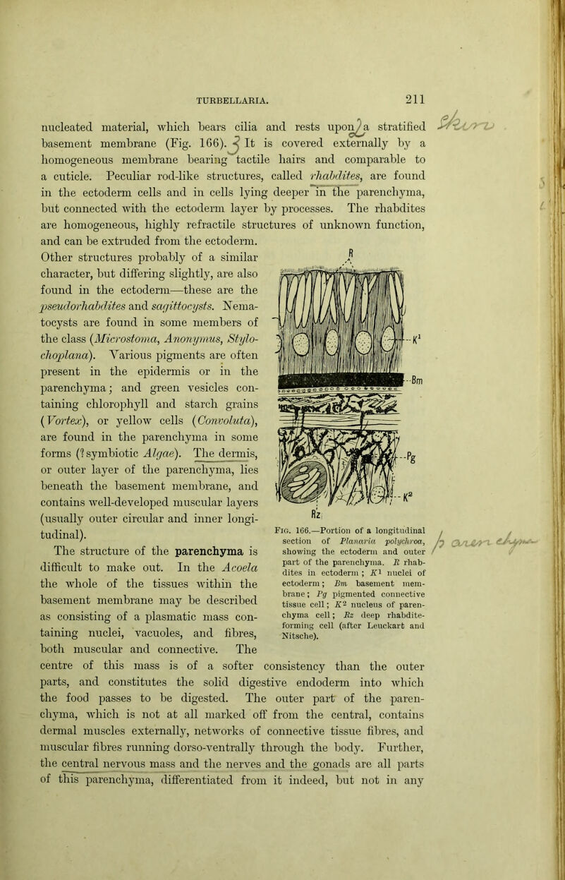 R nucleated material, which bears cilia and rests upon^a stratified basement membrane (Fig. 166).^ It is covered externally by a homogeneous membrane bearing tactile hairs and comparable to a cuticle. Peculiar rod-like structures, called rhabdites, are found in the ectoderm cells and in cells lying deeper’m the parenchyma, but connected with the ectoderm layer by processes. The rhabdites are homogeneous, highly refractile structures of unknown function, and can be extruded from the ectoderm. Other structures probably of a similar character, but differing slightly, are also found in the ectoderm—these are the 2'tseudorhahdites and sagitfocysfs. ISTema- tocysts are found in some members of the class {Microstoma, Anomjmus, Stylo- choplana). Various jrigments are often present in the epidermis or in the parenchyma; and green vesicles con- taining chlorophyll and starch grains {Vortex), or yellow cells {Convoluta), are found in the parenchyma in some forms (1 symbiotic Algae). Tlie dermis, or outer layer of the parenchyma, lies beneath the basement membrane, and contains well-developed muscular layers (usually outer circular and inner longi- tudinal). The structure of the parenchyma is difficult to make out. In the Acoela the whole of the tissues within the basement membrane may be described as consisting of a plasmatic mass con- taining nuclei, vacuoles, and fibres, both muscular and connective. The centre of this mass is of a softer consistency than the outer parts, and constitutes the solid digestive endoderm into which the food passes to be digested. The outer part of the paren- chyma, which is not at all marked off from the central, contains dermal muscles externally, networks of connective tissue fibres, and muscular fibres running dorso-ventrally through the body. Further, the central nervous mass and the nerves and the gonads are all parts of this parenchyma, differentiated from it indeed, but not in any Fig. 166.—Portion of a longitudinal section of Planaria polychroa, showing the ectoderm and outer part of the parenchyma. R rhab- dites in ectoderm ; Jfi nuclei of ectoderm; Bm basement mem- brane ; Pg pigmented connective tissue cell; nucleus of paren- chyma cell; Rz deep rhabdite- forming cell (after Leuckarb and Nitsche).