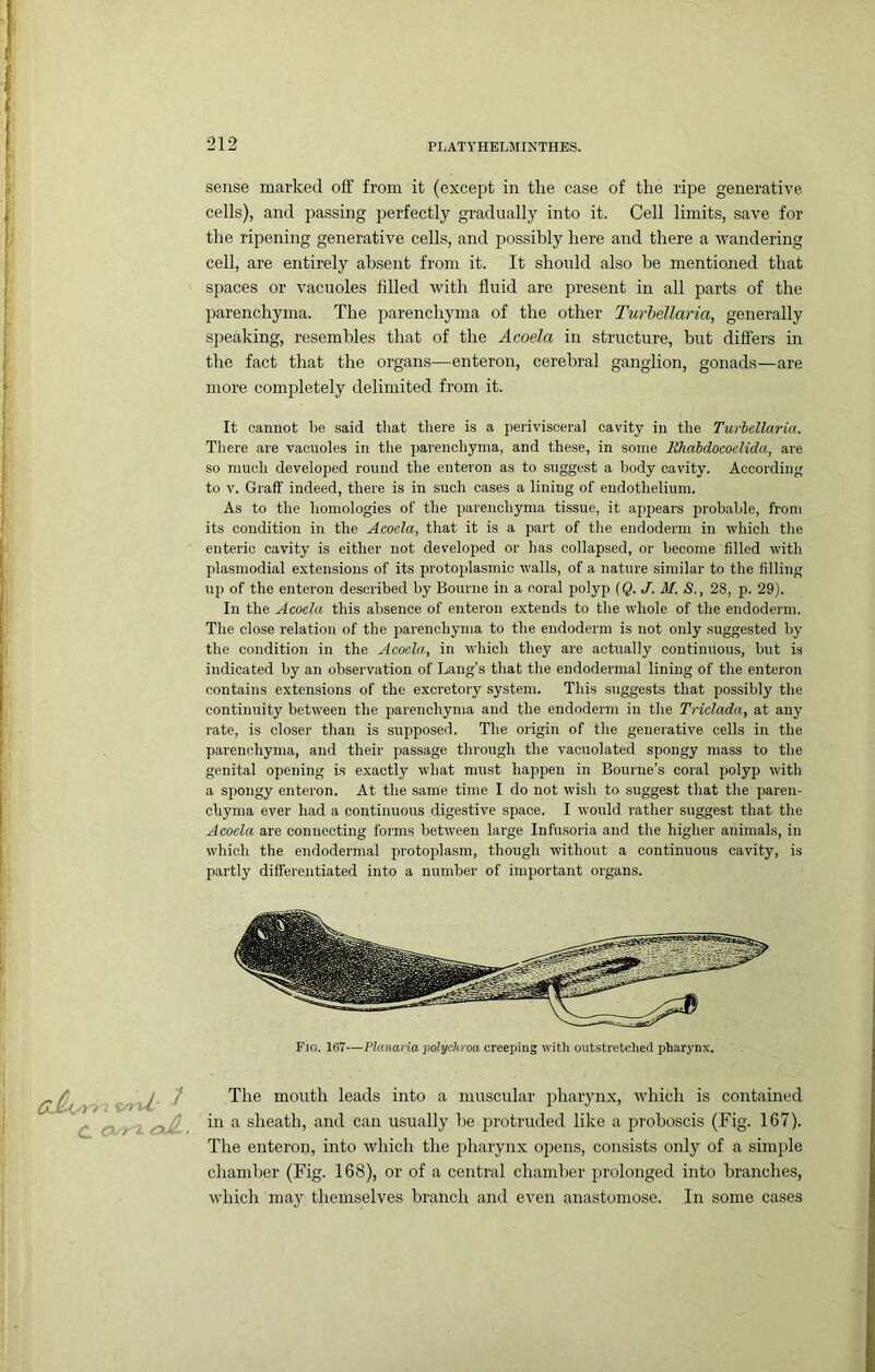 sense marked off from it (except in the case of the ripe generative cells), and passing perfectly gradually into it. Cell limits, save for the ripening generative cells, and possibly here and there a wandering cell, are entirely absent from it. It should also be mentioned that spaces or vacuoles filled with fluid are present in all parts of the parenchyma. The parenchyma of the other Turhellaria, generally s]3eaking, resembles that of the Acoela in structure, but differs in the fact that the organs—enteron, cerebral ganglion, gonads—are more completely delimited from it. It cannot be said that there is a perivisceral cavity in the Ttirbellaria. Tliere are vacuoles in the parenchyma, and these, in some lihabdocoelida, are so much developed round the enteron as to suggest a body cavity. According to v. Graff indeed, there is in such cases a lining of endothelium. As to the homologies of the parenchyma tissue, it appears probable, from its condition in the Acoela, that it is a part of the endoderm in ■which the enteric cavity is either not developed or has collapsed, or become filled with plasmodial extensions of its protoplasmic walls, of a nature similar to the filling up of the enteron described by Bourne in a coral polyp (Q. J. M. S., 28, p. 29). In the Acoela this absence of enteron extends to the whole of the endoderm. The close relation of the parenchyma to the endoderm is not only suggested by the condition in the Acoela, in which they are actually continuous, but is indicated by an observation of Lang’s that the endodermal lining of the enteron contains extensions of the excretory system. This suggests that possibly the continuity between the parenchyma and the endoderm in tlie Triclada, at any rate, is closer than is supposed. The origin of the generative cells in the parenchyma, and their passage through the vacuolated spongy mass to the genital opening is exactly what must happen in Bourne’s coral polyp with a spongy enteron. At the same time I do not wish to suggest that the paren- chyma ever had a continuous digestive space. I would rather suggest that the Acoela are connecting forms between large Infusoria and the higher animals, in w'hich the endodermal protoplasm, though without a continuous cavity, is partly differentiated into a number of important organs. Fig. 167—Planaria polyckroa creeping with outstretched pharynx. / Tire moutli leads into a muscular pharynx, which is contained in a sheath, and can usually be protruded like a proboscis (Fig. 167). The enteron, into which the pharynx opens, consists only of a simple chamber (Fig. 168), or of a central chamber prolonged into branches, whicli may themselves branch and even anastomose. In some cases