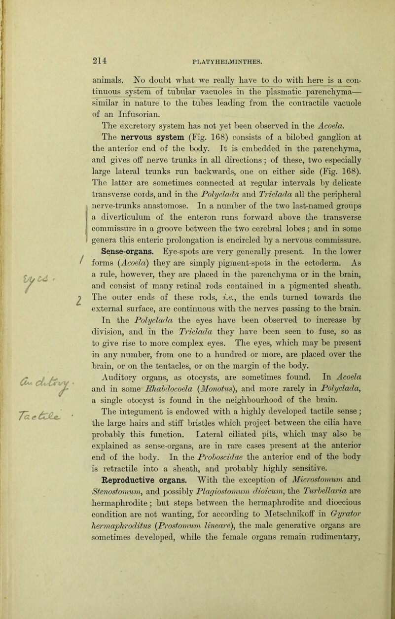 animals. ISlo doubt what we really have to do with here is a con- tinuous system of tubular vacuoles in the plasmatic parenchyma— similar in nature to the tubes leading from the contractile vacuole of an Infusorian. The excretory system has not yet been observed in the Acoela. The nervous system (Fig. 168) consists of a bilobed ganglion at the anterior end of the body. It is embedded in the parenchyma, and gives off nerve trunks in all directions j of these, two especially large lateral trunks run backwards, one on either side (Fig. 168). The latter are sometimes connected at regular intervals by delicate transverse cords, and in the Polydada and Tridada all the peripheral nerve-trunks anastomose. In a number of the two last-named groups a diverticulum of the enteron runs forward above the transverse commissure in a groove between the two cerebral lobes; and in some genera this enteric prolongation is encircled by a nervous commissure. Sense-organs. Eye-spots are very generally present. In the lower forms {Acoela) they are simply jjigment-spots in the ectoderm. As a rule, however, they are i^laced in the parenchyma or in the brain, and consist of many retinal rods contained in a pigmented sheath. The outer ends of these rods, i.e., the ends turned towards the external surface, are continuous with the nerves passing to the hrain. In the Polydada the eyes have been observed to increase by division, and in the Tridada they have been seen to fuse, so as to give rise to more complex eyes. The eyes, which may be present in any number, from one to a hundred or more, are placed over the hrain, or on the tentacles, or on the margin of the body. Auditory organs, as otocysts, are sometimes found. In Acoela and in some Bhahdocoela (Monotus), and more rarely in Polydada, a single otocyst is found in the neighbourhood of the brain. The integument is endowed with a highly developed tactile sense; the large hairs and stiff bristles which project between the cilia have probably this function. Lateral ciliated pits, which may also be explained as sense-organs, are in rare cases present at the anterior end of the body. In the Prohoscidae the anterior end of the body is retractile into a sheath, and probably highly sensitive. Reproductive organs. With the exception of Micivstomum and Stenostomum, and possibly Plagiostovium dioicum, the Turhellaria are hermaphrodite; but steps between the hermaphrodite and dioecious condition are not wanting, for according to Metschnikoff in Gyrator liermapliroditus {Prosfomum lineare), the male generative organs are sometimes developed, while the female organs remain rudimentary.