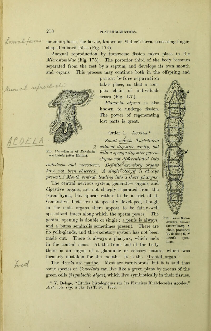 ; ic, (■ j-f^x x/i J metamorphosis, the larvae, known as Mliller’s larva, possessing finger- i shaped ciliated lobes (Fig. 174). i Asexual reproduction by transverse fission takes place in the Mierostomidae (Fig. 175). The posterior third of the body becomes separated from the rest by a septum, and develops its own mouth and organs. This process may continue both in the offspring and parent before separation takes place, so that a com- plex chain of individuals arises (Fig. 175). Planaria alpina is also known to undergo fission. The 250wer of regenerating lost parts is great. /^ii pu ■ 'xr a - Fio. 174.—Larva of Eurylepta auriciUata (after Hallez). Order 1. Acoela.* Small marine Twhellaria icitliout digestive cavity, hut with a spongy digestive paren- chyma not differentiated into endoderm and mesoderm. Definit^excretory organs Imv^not been observed. A single^otocyst is always present.^Mouth ventral, leading into a short pharynx. The central nervous system, generative organs, and digestive organs, are not sharply separated from the parenchyma, but appear rather to be a part of it. Generative ducts are not specially developed, though in the male organs there appear to be fairly-well specialized tracts along which the sperm passes. The genital opening is double or single; a penis is always, and a bursa seminalis sometimes present. There are no yolk-glands, and the excretory system has not been made out. There is always a pharynx, which ends in the central mass. At the front end of the body there is an organ of a glandular or sensory nature, which was formerly mistaken for the mouth. It is the “h'ontal organ.” The Acoela are marine. Most are carnivorous, but it is said that some species of Convoluta can live like a green plant by means of the green cells (1 symbiotic algae), which live symbiotically in their tissues. * Y. Delage, “Etudes histologiques sur les Planaires Rhabdocoeles Acoeles,” Arch. zool. exp. ct gin. (2) T. iv. 1886. Fio. 175.—Micro- stmmim lineare (after Graff). A chain produced by fission ; 0, 0' mouth open- ings. I