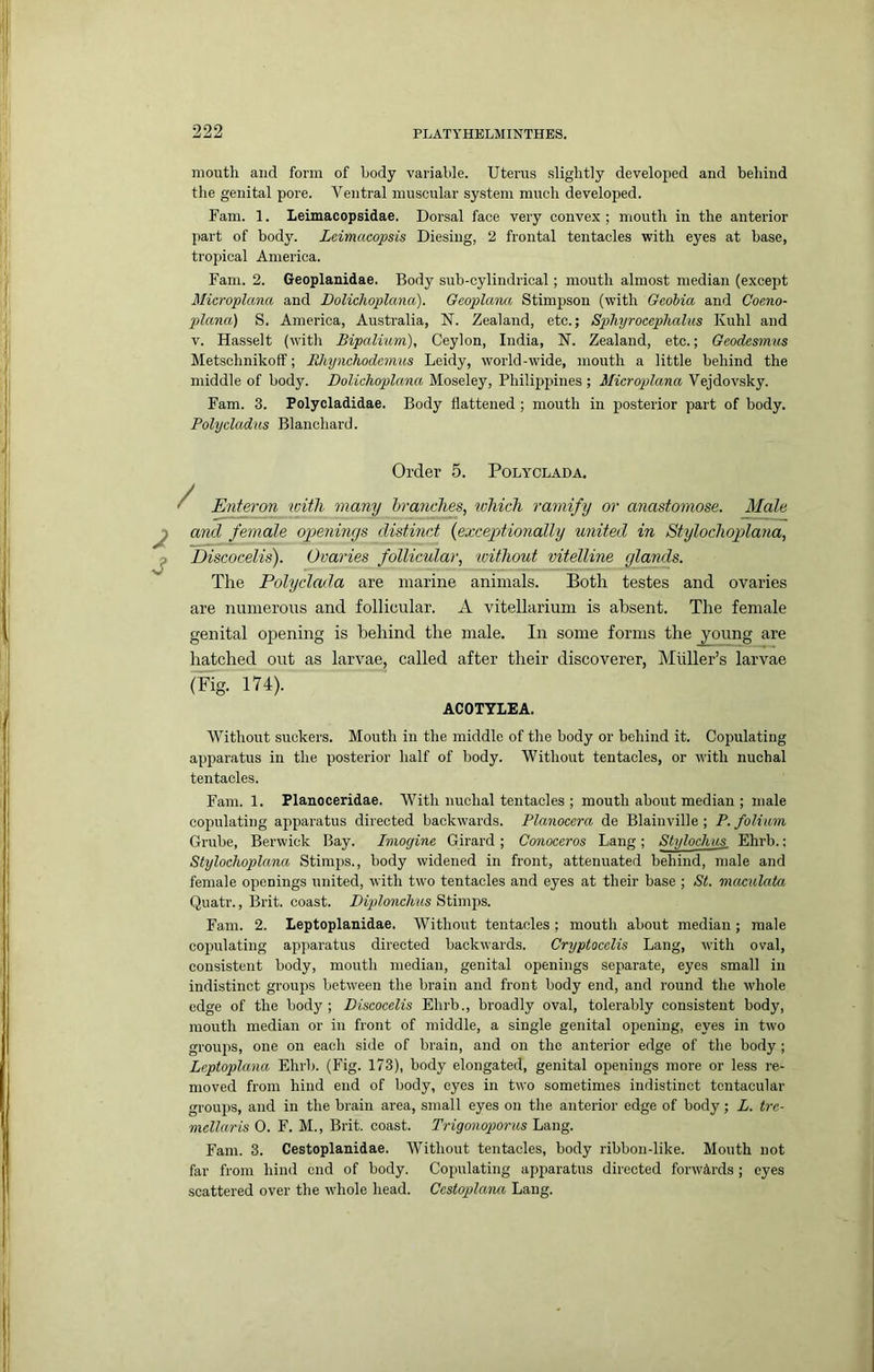 mouth and form of body variable. Uterus slightly developed and behind the genital pore. Ventral muscular system much developed. Fam. 1. Leimacopsidae. Dorsal face very convex; mouth in the anterior part of body. Lcimacopsis Diesiiig, 2 frontal tentacles with eyes at base, tropical America. Fam. 2. Geoplanidae. Body sub-cylindrical; mouth almost median (except Microplana and Doliclioplana). Geoplana Stimpson (with Gcohia and Coeno- plana) S. America, Australia, N. Zealand, etc.; Sphyrocephalus Kuhl and V. Hasselt (with Bipalium), Ceylon, India, N. Zealand, etc.; Geodesmus Metschnikoff; Ehynchodcmus Leidy, world-wide, mouth a little behind the middle of body. Doliuhoplana Moseley, Philippines ; Microplana Vejdovsky. Fam. 3. Polycladidae. Body flattened ; mouth in posterior part of body. Polycladus Blanchard. Order 5. Polyclada. Enteron with many brancJws, which ramify or anastomose. Male and female openings distinct {excepdionally united in Stylochoplana, Discocelis). Ovaries follicular, ivithout vitelline glands. The Polyclada are marine animals. Both testes and ovaries are numerous and follicular. A vitellarium is absent. The female genital opening is behind the male. In some forms the young are hatched out as larvae, called after their discoverer, Muller’s larvae (Fig. 174). ACOTYLEA. Without suckers. Mouth in the middle of the body or behind it. Copulating apparatus in the posterior half of body. Without tentacles, or with nuchal tentacles. Fam. 1. Planoceridae. With nuchal tentacles ; mouth about median ; male copulating aiiparatus directed backwards. Planocera de Blainville ; P. folium Grube, Berwick Bay. Imogine Girard; Conoeeros Lang; Styloclius. Ehrb.: Stylochoplana Stinips., body widened in front, attenuated behind, male and female openings united, with two tentacles and eyes at their base ; St. nxcvculata Quatr., Brit, coast. Diplonchus Stimps. Fam. 2. Leptoplanidae. Without tentacles ; mouth about median; male copulating appai'atus directed backwards. Cryptocelis Lang, with oval, consistent body, mouth median, genital openings separate, eyes small in indistinct groups between the brain and front body end, and round the whole edge of the body; Discocelis Ehrb., broadly oval, tolerably consistent body, mouth median or in front of middle, a single genital opening, eyes in two groups, one on each side of brain, and on the anterior edge of the body; Leptoplana Ehrb. (Fig. 173), body elongated, genital openings more or less re- moved from hind end of body, eyes in two sometimes indistinct tentacular groups, and in the brain area, small eyes on the anterior edge of body; L. tre- mdlaris 0. F. M., Brit, coast. Trigonoporus Lang. Fam. 3. Cestoplanidae. Without tentacles, body ribbon-like. Mouth not far from hind end of body. Copulating apparatus directed forwards ; eyes scattered over the whole head. Ccstoplana Lang.