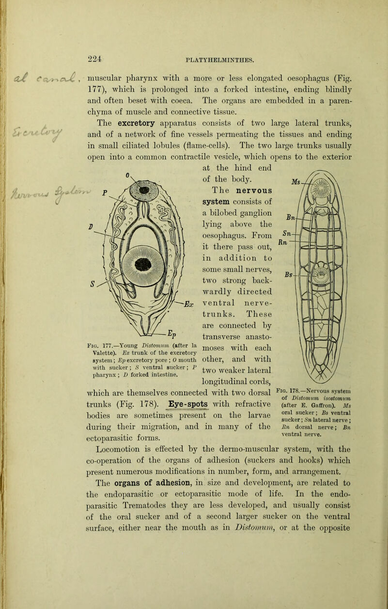 muscular pharynx with a more or less elongated oesophagus (Fig. 177), which is prolonged into a forked intestine, ending blindly and often beset with coeca. The organs are embedded in a paren- chyma of muscle and connective tissue. The excretory apparatus consists of two large lateral trunks, and of a network of fine vessels permeating the tissues and ending in small ciliated lobules (flame-cells). The two large trunks usually open into a common contractile vesicle, which oj^ens to the exterior at the hind end of the body. The nervous system consists of a bilohed ganglion lying above the oesophagus. From it there pass out, in addition to some small nerves, two strong back- wardly directed ventral nerve- trunks. These are coimected by transverse anasto- Fig. 177.—Young Distomum (after la jQ^gseS with each Valette). Ex trunk of the excretory system; Ep excretory pore ; 0 moutli Otlier, cllld Avitll with sucker; S ventral sucker; P pharynx ; X) forked intestine. longitudinal cords, which are themselves connected with two dorsal Nervous system of Distomum isostomum trunks (Fig. 178). Eye-spots with refractive bodies are sometimes present on the larvae during their migration, and in many of the ectoparasitic forms. Locomotion is effected by the dermo-muscular system, with the co-operation of the organs of adhesion (suckers and hooks) which present numerous modifications in number, form, and arrangement. The organs of adhesion, in size and development, are related to the endoparasitic or ectoparasitic mode of life. In the endo- parasitic Trematodes they are less developed, and usually consist of the oral sucker and of a second larger sucker on the ventral surface, either near the mouth as in Distomum, or at the opposite (after E. Gaffron). Ms oral sucker ; B$ ventral sucker; Sn lateral nerve; Rn dorsal nerve; Bn ventral nerve.