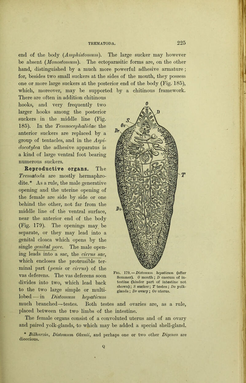 end of the body {Ampliistomum). The large sucker may however be absent {Monostomum). The ectoparasitic forms are, on the other hand, distinguished by a much more powerful adhesive armature; for, besides two small suckers at the sides of the mouth, they possess one or more large suckers at the posterior end of the body (Fig. 185), which, moreover, may be supported by a chitinous framework. There are often in addition chitinous hooks, and very frequently two larger hooks among the posterior suckers in the middle line (Fig. 185). In the Temnoceplialidae the anterior suckers are replaced by a group of tentacles, and in the Aspi- docotylea the adhesive apparatus is a kind of large ventral foot bearing numerous suckers. Reproductive organs. The Trematoda are mostly hermaphro- dite. * As a rule, the male generative opening and the uterine opening of the female are side by side or one behind the other, not far from the middle line of the ventral surface, near the anterior end of the body (Fig. 179). The openings may be separate, or they may lead into a genital cloaca which oj^ens by the single genUal pore. The male open- ing leads into a sac, the cirrus sac, which encloses the protrusible ter- minal part {jjenis or cirrus) of the vas deferens. The vas deferens soon divides into two, which lead back to the two large simple or multi- lobed — in Distomum Tieptaticum much branched^testes. Both testes and ovaries are, as a rule, placed between the two limbs of the intestine. The female organs consist of a convoluted uterus and of an ovary and paired yolk-glands, to which may be added a special shell-gland. * Bilharzia, Bislomum, Okenii, and perhaps one or two other Digcnea are dioecious. Fig. 179. — Distomum Tiepaticum (after Sommer). 0 mouth; D caecum of in- testine (hinder part of intestine not shown); S sucker; T testes ; Do yolk- glands ; Dr ovary ; Ov uterus. Q