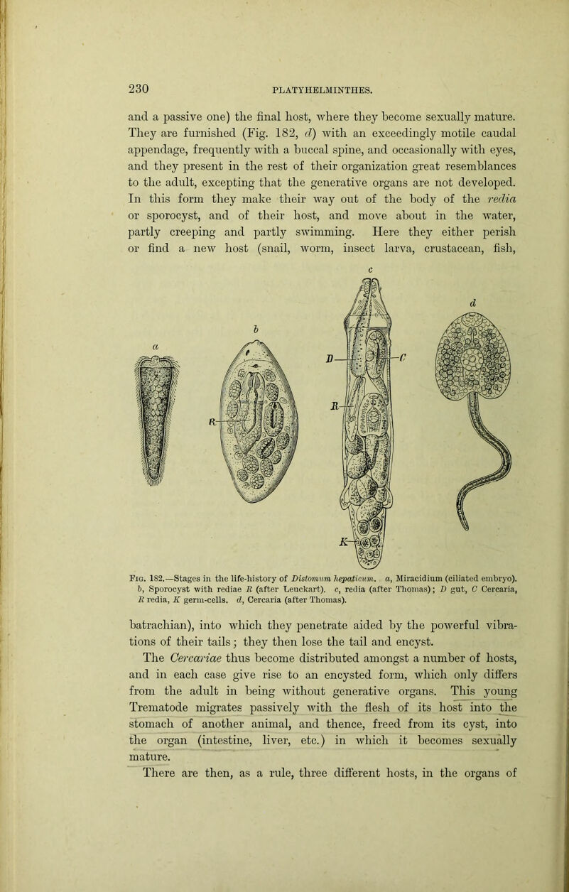 and a passive one) the final host, where they become sexually mature. They are furnished (Fig. 182, d) with an exceedingly motile caudal appendage, frequently with a buccal spine, and occasionally with eyes, and they present in the rest of their organization great resemblances to the adult, excepting that the generative organs are not developed. In this form they make their way out of the body of the redia or sporocyst, and of their host, and move about in the water, partly creeping and partly swimming. Here they either perish or find a new host (snail, worm, insect larva, crustacean, fish. c Fig. 182.—Stages in the life-history of Distomnm hepaticum. a, Miracidium (ciliated embryo). b, Sporocyst with rediae R (after Leuckart). c, redia (after Tliomas); D gut, C Cercaria, R redia, K germ-cells, d, Cercaria (after Thomas). hatrachian), into which they penetrate aided by the powerful vibra- tions of their tails; they then lose the tail and encyst. Tlie Cercariae thus become distributed amongst a number of hosts, and in each case give rise to an encysted form, which only differs from the adult in being without generative organs. This young Trematode migrates passively with the flesh of its host into _the stomach of another animal, and thence, freed from its cyst, into the organ (intestine, liver, etc.) in which it becomes sexually mature. There are then, as a rule, three different hosts, in the organs of