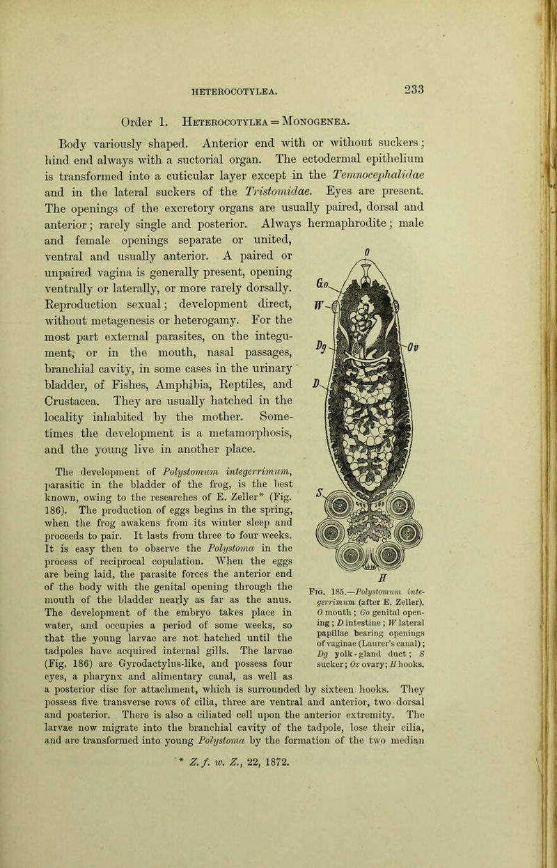 Order 1. Heterocot ylea = Monogenea. Body variously shai^ed. Anterior end with or without suckers; hind end always with a suctorial organ. The ectodermal epithelium is transformed into a cuticular layer except hi the Teninocephalidae and in the lateral suckers of the Tristomidae. Eyes are present. The openings of the excretory organs are usually paired, dorsal and anterior; rarely single and posterior. Always hermaphrodite; male and female openings separate or united, ventral and usually anterior. A paired or unpaired vagina is generally present, opening ventrally or laterally, or more rarely dorsally. Reproduction sexual; development direct, without metagenesis or heterogamy. For the most part external parasites, on the integu- ment, or in the mouth, nasal passages, branchial cavity, in some cases in the urinary bladder, of Fishes, Amphibia, Reptiles, and Crustacea. They are usually hatched in the locality inhabited by the mother. Some- times the development is a metamorphosis, and the young live in another place. The development of Polystomum integerrimum, parasitic in the bladder of the frog, is the best known, owing to the researches of E. Zeller* (Fig. 186). The production of eggs begins in the spring, when the frog awakens from its winter sleep and proceeds to pair. It lasts from three to four weeks. It is easy then to observe the Polystoma in the process of reciprocal copulation. When the eggs are being laid, the parasite forces the anterior end of the body with the genital opening through the mouth of the bladder nearly as far as the anus. The development of the embryo takes place in water, and occujjies a period of some weeks, so that the young larvae are not hatched until the tadpoles have acquired internal gills. The larvae (Fig. 186) are Gyrodactylus-like, and possess four eyes, a pharynx and alimentary canal, as well as a posterior disc for attachment, which is surrounded by sixteen hooks. They possess five transverse rows of cilia, three are ventral and anterior, two dorsal and posterior. There is also a ciliated cell upon the anterior extremity. The larvae now migrate into the branchial cavity of the tadpole, lose their cilia, and are transformed into young Polystoma by the formation of the two median Fig. 185.—Polystomum inte- gerrimum (after E. Zeller). 0 mouth ; Go genital open- ing ; D intestine ; W lateral papillae hearing openings of vaginae (Lanrer's canal); Dg yolk - gland duct; S sucker; Ov ovary; H hooks. * Z.f. w. Z., 22, 1872.