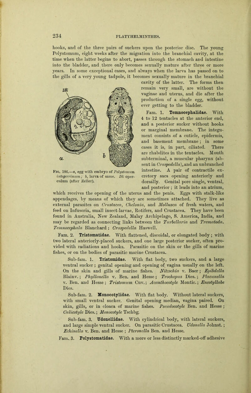 hooks, and of the three pairs of suckers upon tlie postei'ior disc. The young Polystomum, eight weeks after the migration into the branchial cavity, at the time when the latter begins to abort, passes through the stomach and intestine into the bladder, and there only becomes sexually mature after three or more years. In some exceptional cases, and always when the larva has passed on to the gills of a very young tadpole, it becomes sexually mature in the branchial cavity of the latter. The forms then remain very small, are without the vaginae and uterus, and die after the production of a single egg, without ever getting to the bladder. Fam. 1. Tenmocephalidae. With 4 to 12 tentacles at the anterior end, and a posterior sucker wdthout hooks or marginal membrane. The integu- ment consists of a cuticle, epidermis, and basement membrane; in some cases it is, in part, ciliated. There are rhabdites in the tentacles. Mouth subterminal, a muscular pharynx (ab- sent in Craspedella), and an unbranched intestine. A pair of contractile ex- cretory sacs opening anteriorly and dorsally. Genital pore single, ventral, and posterior ; it leads into an atrium, which receives the opening of the uterus and the penis. Eggs with stalk-like appendages, by means of which they are sometimes attached. They live as external parasites on Crustacea, Chelonia, and Mollusca of fresh waters, and feed on Infusoria, small insect-larvae. Rotifers, and Crustacea. They have been found in Australia, New Zealand, Malay Archipelago, S. America, India, and may be regarded as connecting links between the Tiirlellaria and Trematoda. Temnocephala Blanchard : Craspedella Haswell. Fam. 2. Tristomatidae. With flattened, discoidal, or elongated body ; with two lateral anteriorly-placed suckers, and one large posterior sucker, often pro- vided with radiations and hooks. Parasitic on the skin or the gills of marine fishes, or on the bodies of parasitic marine Crustacea. Sub-fam. 1. Tristomidae. With flat body, two suckers, and a large ventral sucker; genital opening and opening of vagina usually on the left. On the skin and gills of marine fishes. Nitzschia v. Baer ; Epihdella Blainv.; Phyllonella v. Ben. and Hesse; Troeliopus Dies.; Placunella V. Ben. and Hesse; Tristomum Cuv.; Acanthocotyle Montic.; Encotyllahe Dies. Sub-fam. 2. Monocotylidae. With flat body. Without lateral suckers, with small ventral sucker. Genital opening median, vagina paired. On skin, gills, or in cloaca of marine fishes. Pseudocotyle Ben. and Hesse ; Calicotyle Dies.; Monocotyle Tschbg. Sub-fam. 3. TJdonellidae. With cylindrical body, wdth lateral suckers, and large simple ventral sucker. On parasitic Crustacea. Udonella Johnst. ; Echinella v. Ben. and Hesse ; Pteronella Ben. and Hesse. Fain. 3. Polystomatidae. With a more or less distinctly marked-olf adhesive Fio. 186.-0, egg with embryo of Polystomum iiitegerrimum; 6, larva of same. iWi; oper- culum (after Zeller).