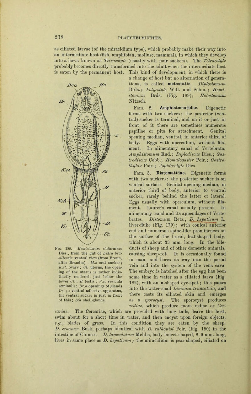 as ciliated larvae (of the miracidium ty2)e), which probably make their way into an intermediate host (fish, amphibian, mollusc, mammal), in which they develop into a larva known as Tetracotyle (usually with four suckers). The Tetracotyle probably becomes directly transformed into the adult when the intermediate host is eaten by the ijermanent host. This kind of development, in which there is a change of host but no alternation of genera- tions, is called metastatic. Diplostomimi Brds.; Polycotyle Will, and Schm.; Hemi- stomiim Brds. (Fig. 189); Eolostomum Nitzsch. Fam. 2. Amphistomatidae. Digenetic forms with two suckers ; the posterior (ven- tral) sucker is terminal, and on it or just in front of it there are sometimes numerous jiapillae or pits for attachment. Genital opening median, ventral, in anterior third of body. Eggs with operculum, without fila- ment. In alimentary canal of Vertebrata. AmpMstomum'RxxA.; Diplodiscus T)\6S.\ Gas- trodiscus Cobb.; Homalogaster Poir.; Gaslro- thylax Poir.; Aspidocotyle Dies. Fam. 3. Distomatidae. Digenetic forms with two suckers ; the posterior sucker is on ventral surface. Genital opening median, in anterior third of body, anterior to ventral sucker, rarely behind the latter or lateral. Eggs usually with operculum, without fila- ment. Laurer’s canal usually present. In alimentary canal and its ajipendages of Verte- brates. Distomum Retz., E he^aticum L. liver-fluke (Fig. 179) ; with conical anterior end and numerous spine-like prominences on the surface of the broad, leaf-shaj^ed body, which is about 33 mm. long. In the bile- ducts of sheep and of other domestic animals, causing sheep-rot. It is occasionally found in man, and bores its way into the portal vein and into the system of the vena cava. The embryo is hatched after the egg has been some time in water as a ciliated larva (Fig. 182), with an x-shaped eye-spot; this j)asses into the water-snail Limnaea truncatala, and there casts its ciliated skin and emerges as a sporocyst. The sporocyst produces rcdiae, wdiich produce more rediae or Cer- cariae. The Cercariae, which are jsrovided with long tails, leave the host, swim about for a short time in water, and then encyst ujjon foreign objects, e.g., blades of grass. In this condition they are eaten by the sheep. D. crassum Busk, perhajjs identical with D. rathouisi Poir. (Fig. 190) in the intestine of Chinese. D. lanccolatum Mehlis, body lancet-shaped, 8-9 mm. long, lives in same jflace as D. hepaticum; the miracidium is pear-shaped, ciliated on Fio. 189. — Hemistonmm clathratum Dies., from the gut of Lutra Vra- silicnsis, ventral view (from Broun, after Brandes). M.s oral sucker; K.st. ovary; Vt. uterus, the open- ing of the uterus is rather indis- tinctly rendered, just below the lower Vt.-, H testis ; V.s. vesicula serainalis; Dr.a openings of glands Dr.; z ventral adhesive apparatus, the ventral sucker is just in front of this ; Sch shell-glands.