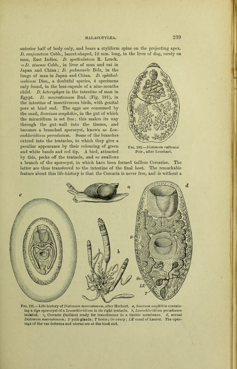 anterior half of body only, and bears a styliform spine on the projecting apex. D. conjunetum. Cobb., lancet-shaped, 12 inni. long, in the liver of dog, rarely on man. East Indies. D. spathulatum R. Leuck. = D. sinense Cobb., in liver of man and cat in .lapaii and China ; D. pulmonale Bolz, in the lungs of man in Japan and China. D. ophthal- iiwbium Dies., a doubtful species, 4 specimens only found, in the lens-capsule of a nine-months child. D. heterophyes in the intestine of man in Egypt. I), macrostomum Rud. (Fig. 191), in the intestine of insectivorous birds, with genital pore at hind end. The eggs are consumed by the snail, Succinea amphibia, in the gut of which the miracidium is set free; this makes its way through the gut-wall into the tissues, and becomes a branched sj)orocyst, known as Leu- coehloridium paradoxum. Some of the branches extend into the tentacles, to which they give a peculiar appearance by their colouring of green and white bands and red tip. A bird, attracted by this, pecks off the tentacle, and so swallows a branch of the sporocyst, in which have been formed tailless Ccrcariae. The latter are thus transferred to the intestine of the final host. The remarkable feature about this life-history is that the Cercaria is never free, and is without a Fio. 191.—Life-history of Distomuni macrostomum, after Heckert. a, Succinea amphibia contain- ing a ripe sporocyst of a Leucochloridium in its right tentacle, b, Leucochloridium paradoxum isolated, c, Cercaria (tailless) ready for transference in a double membrane, d, sexual Distomum macrostomum; D yolk-glands; T testis; Ov ovary; LK canal of Laurer. The open- ings of the vas deferens and uterus are at the hind end. Fig. 190.—Distomum rathouisi Poir., after Leuckart.