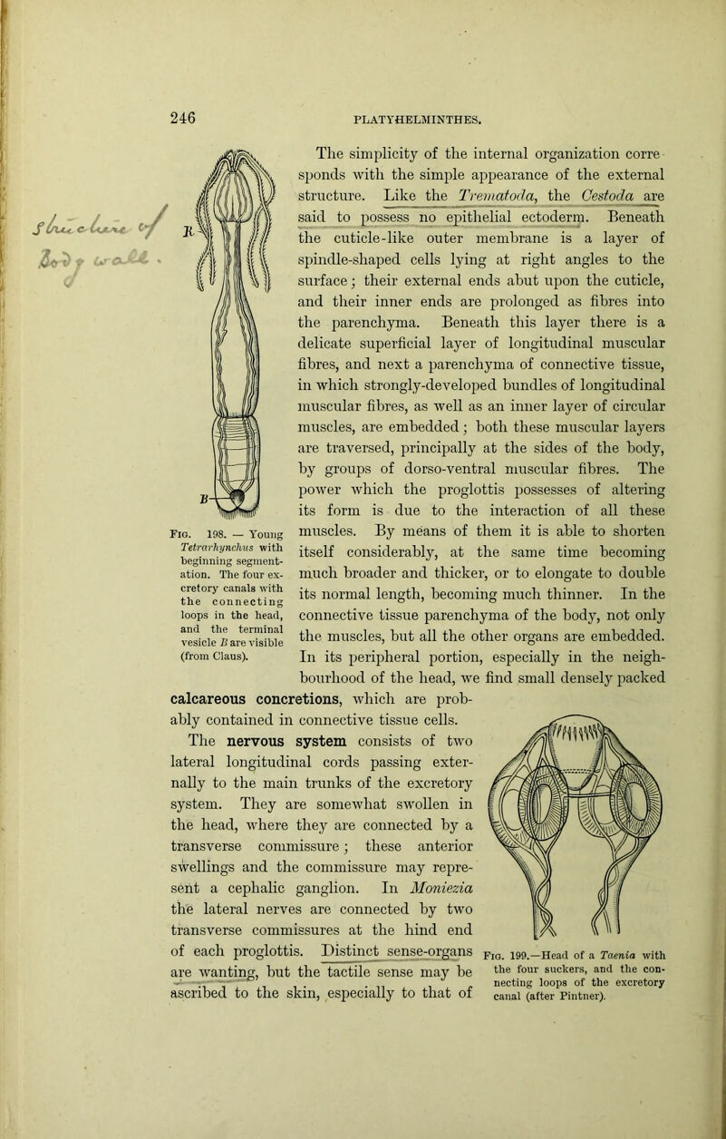 The simplicity of the internal organization corre sponds with the simple appearance of the external structure. Like the Trematoda, the Cestoda are said to possess no ep>ithelial ectoderm. Beneath the cuticle-like outer membrane is a layer of spindle-shaped cells lying at right angles to the surface; their external ends abut upon the cuticle, and their inner ends are prolonged as fibres into the parenchyma. Beneath this layer there is a delicate superficial layer of longitudinal muscular fibres, and next a parenchyma of connective tissue, in which strongly-developed bundles of longitudinal muscular fibres, as well as an inner layer of circular muscles, are embedded; both these muscular layers are traversed, princijjally at the sides of the body, by groups of dorso-ventral muscular fibres. The power Avhich the proglottis jaossesses of altering its form is due to the interaction of all these muscles. By means of them it is able to shorten itself considerably, at the same time becoming much broader and thicker, or to elongate to double its normal length, becoming much thinner. In the connective tissue parenchyma of the body, not only the muscles, but all the other organs are embedded. In its peripheral portion, especially in the neigh- bourhood of the head, we find small densely packed calcareous concretions, which are prob- ably contained in connective tissue cells. The nervous system consists of two lateral longitudinal cords passing exter- nally to the main trunks of the excretory system. They are somewhat swollen in the head, where they are connected by a transverse commissure; these anterior swellings and the commissure may repre- sent a cephalic ganglion. In Moniezia the lateral nerves are connected by two transverse commissures at the hind end of each proglottis. Distinct sense-organs are wanting, but the tactile sense may be ascribed to the skin, especially to that of Tetrarhynclms with beginning segment- ation. The four ex- cretory canals with the connecting loops in the head, and the terminal vesicle B are visible (from Claus). Fio. 199.—Head of a Taenia with the four suckers, and the con- necting loops of the excretory canal (after Pintner).