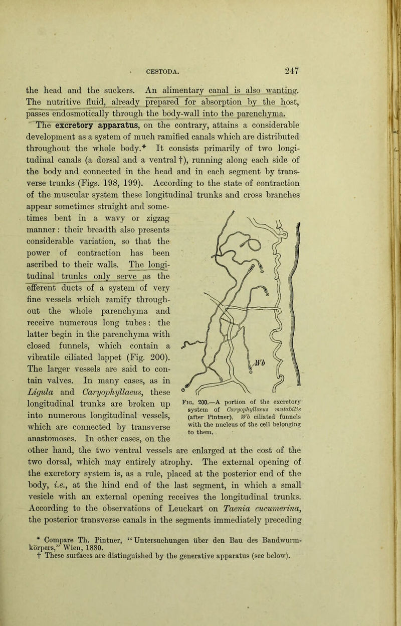 the head and the suckers. An alimentary canal is also wantiijg. The nutritive fluid, already prepared for absorjition by the host, passes endosmotically through the body-wall into the parenchyma. The excretory apparatus, on the contrary, attains a considerable development as a system of much ramified canals which are distributed throughout the whole body.* It consists primarily of two longi- tudinal canals (a dorsal and a ventral f), running along each side of the body and connected in the head and in each segment by trans- verse trunks (Figs. 198, 199). According to the state of contraction of the muscular system these longitudinal trunks and cross branches appear sometimes straight and some- times bent in a wavy or zigzag manner : their breadth also presents considerable variation, so that the power of contraction has been ascribed to their walls. The longi- tudinal trunks only serve as the efferent ducts of a system of very fine vessels which ramify through- out the whole parenchyma and receive numerous long tubes: the latter begin in the parenchyma with closed funnels, which contain a vibratile ciliated lappet (Fig. 200). The larger vessels are said to con- tain valves. In many cases, as in Ldgula and Caryophyllaeus, these longitudinal trunks are broken up into numerous longitudinal vessels, which are connected by transverse anastomoses. In other cases, on the other hand, the two ventral vessels are enlarged at the cost of the two dorsal, which may entirely atrophy. The external opening of the excretory system is, as a rule, placed at the posterior end of the body, i.e., at the hind end of the last segment, in which a small vesicle with an external opening receives the longitudinal trunks. According to the observations of Leuckart on Taenia cucumerina, the posterior transverse canals in the segments immediately preceding * Compare Th. Pintner, “ Untersuchungen iiber den Ban des Bandwurm- kbrpers,” Wien, 1880. t These surfaces are distinguished by the generative apparatus (see below). Fig. 200.—A portion of the excretory- system of Caryophyllaeus mutdbilis (after Pintner). IF6 ciliated funnels ■with the nucleus of the cell belongin. to them.