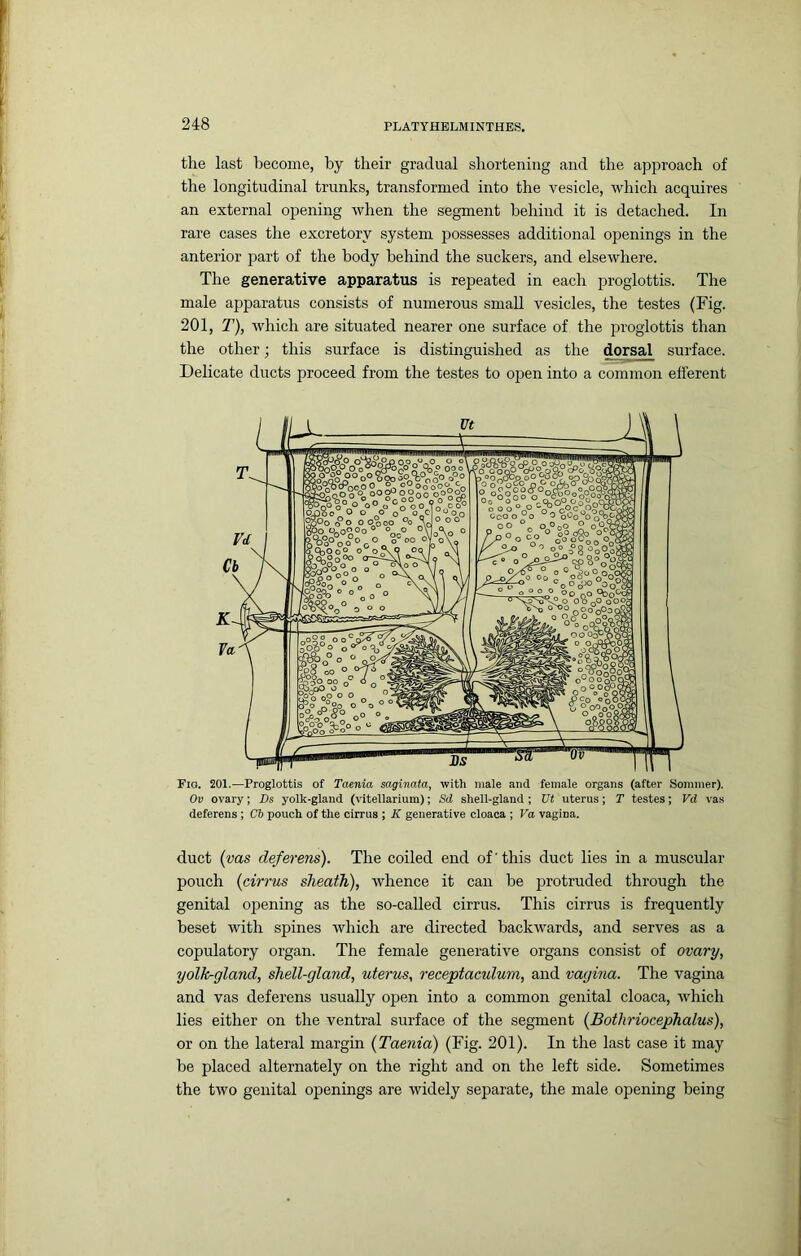 the last become, by their gradual shortening and the approach of the longitudinal trunks, transformed into the vesicle, which acquires an external opening when the segment behind it is detached. In rare cases the excretory system possesses additional openings in the anterior part of the body behind the suckers, and elsewhere. The generative apparatus is repeated in each proglottis. The male apparatus consists of numerous small vesicles, the testes (Fig. 201, T), which are situated nearer one surface of the proglottis than the other; this surface is distinguished as the dorsal surface. Delicate ducts proceed from the testes to open into a common efferent Fia. 201.—Proglottis of Taenia saginata, with male and female organs (after Sommer). Ov ovary; Ds yolk-gland (vitellarium); Sd shell-gland ; Ut uterus; T testes; Vd vas deferens ; Cb pouch of the cirrus ; K generative cloaca ; Va vagina. duct (vas deferens). The coiled end of'this duct lies in a muscular pouch (cirrus sheath), whence it can be protruded through the genital opening as the so-called cirrus. This cirrus is frequently beset with spines which are directed backwards, and serves as a copulatory organ. The female generative organs consist of ovary, yolkrgland, shell-gland, uterus, receptaeulum, and vagina. The vagina and vas deferens usually open into a common genital cloaca, which lies either on the ventral surface of the segment (Bothriocephalus), or on the lateral margin (Taenia) (Fig. 201). In the last case it may be placed alternately on the right and on the left side. Sometimes the two genital openings are widely separate, the male opening being