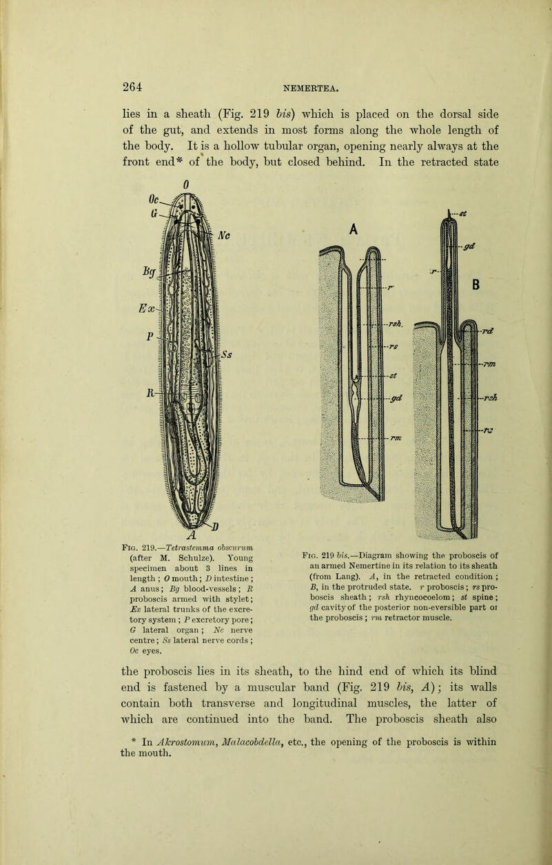 lies in a sheath (Fig. 219 his) which is placed on the dorsal side of the gut, and extends in most forms along the whole length of the body. It is a hollow tubular organ, opening nearly always at the front end* of the body, but closed behind. In the retracted state 0 Fig. 219.—Tetrastemma obscurum (after M. Schulze). Young specimen about 3 lines in length ; 0 mouth; D intestine ; A anus; Bg blood-vessels ; JJ proboscis armed with stylet; lateral trunks of the excre- tory system ; P excretory pore; G lateral organ; Nc nerve centre; Ss lateral nerve cords ; Oc eyes. Fio. 219 bis.—Diagram showing the proboscis of an armed Nemertine in its relation to its sheath (from Lang). A, in the retracted condition; B, in the protruded state, r proboscis; rs pro- boscis sheath ; rsh rhyncocoelom; st spine ; gd cavity of the posterior non-eversible part oi the proboscis ; mi retractor muscle. the proboscis lies in its sheath, to the hind end of which its blind end is fastened by a muscular hand (Fig. 219 his, A)-, its walls contain both transverse and longitudinal muscles, the latter of which are continued into the band. The proboscis sheath also * In Akrostomum, Malacohdella, etc., the oiiening of the proboscis is within the mouth.