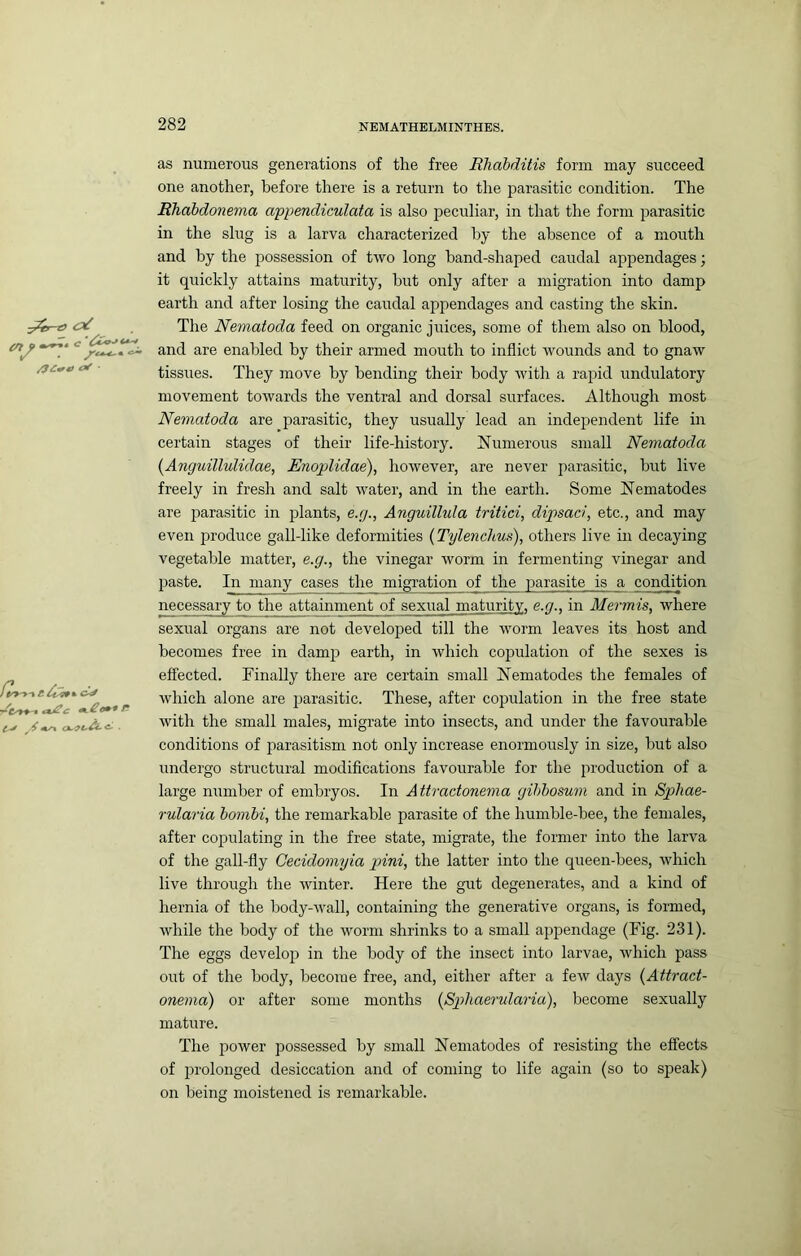 as numerous generations of the free Rhdbditis form may succeed one another, before there is a return to the parasitic condition. The Rhabdonema appendiculata is also peculiar, in that the form parasitic in the slug is a larva characterized by the absence of a mouth and by the possession of two long hand-shaped caudal appendages; it quickly attains maturity, Imt only after a migration into damp earth and after losing the caudal appendages and casting the skin. The Nematoda feed on organic jirices, some of them also on blood, and are enabled by their armed mouth to inflict wounds and to gnaw tissues. They move by bending their body with a rapid undulatory movement towards the ventral and dorsal surfaces. Although most Nematoda are parasitic, they usually lead an indejrendent life in certain stages of their life-history. Numerous small Nematoda t^AnguilluUdae, Enoplidae), however, are never parasitic, but live freely in fresh and salt water, and in the earth. Some Nematodes are parasitic in plants, e.g., Anguillula tritici, dipsaci, etc., and may even produce gall-like deformities {Tylenclius), others live in decaying vegetable matter, e.g., the vinegar worm in fermenting vinegar and paste. In many cases the migration of the parasite is a condition necessary to the attainment of sexual maturity, e.g., in Mermis, where sexual organs are not developed till the worm leaves its host and becomes free in damp earth, in which copulation of the sexes is effected. Finally there are certain small Nematodes the females of which alone are parasitic. These, after copulation in the free state with the small males, migrate into insects, and under the favourable conditions of parasitism not only increase enormously in size, but also undergo structural modifications favourable for the production of a large number of embryos. In Attractonema gihhosum and in Sphae- rularia hombi, the remarkable parasite of the humble-bee, the females, after copulating in the free state, migrate, the former into the larva of the gall-fly Cecidomyia pini, the latter into the queen-bees, which live through the winter. Here the gut degenerates, and a kind of hernia of the body-wall, containing the generative organs, is formed, while the body of the worm shrinks to a small appendage (Fig. 231). The eggs develop in the body of the insect into larvae, which pass out of the body, become free, and, either after a few days {Attract- onema) or after some months {Spliaerularia), become sexually mature. The 230wer possessed by small Nematodes of resisting the effects of prolonged desiccation and of coming to life again (so to sireak) on being moistened is remarkable.