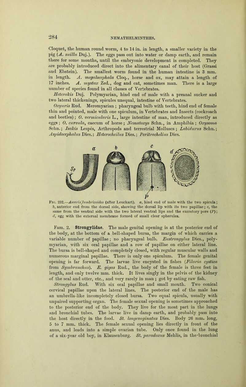 Cloquet, the human round worm, 4 to 14 in. in length, a smaller variety in the pig (A. suilla Duj.). The eggs pass out into water or damp earth, and remain there for some months, until the embryonic development is completed. They are probably introduced direct into the alimentary canal of their host (Grassi and Ebstein). The smallest worm found in the human intestine is 3 mm. ill length. A. megaloacphala Cloq., horse and ox, may attain a length of 17 inches. A. mystax Zed., dog and cat, sometimes man. There is a large number of species found in all classes of Vertebrates. Heterakis Duj. Polymyarian, hind end of male with a preanal sucker and two lateral thickenings, spicules unequal, intestine of Vertebrates. Oxyuris Rud. Meromyarian ; pharyngeal bulb with teeth, hind end of female thin and pointed, male with one spiculum, in Vertebrates and Insects (cockroach and beetles); 0. vermiciilaris L., large intestine of man, introduced directly as eggs; 0. curvula, caecum of horse; Nematoxys Schn., in Amphibia; Oxysoma Schn.; Isakis Lespes, Arthropods and terrestrial Molluscs ; Labidums Schn.; Aspidocephalus Dies.; Eeterocheiliis Dies.; Peritrachelius Dies. P Fig. 232.—Ascaris'Jumbricoides (.%fter Leuckart). a, hind end of male with the two spicula; b, anterior end from the dorsal side, showing the dorsal lip with its two papillae; c, the same from the ventral side with the two lateral ventral lips and the excretory pore (P); (?, egg with the external membrane formed of small clear spherules. Fam. 2. Strongylidae. The male genital opening is at the posterior end of the body, at the bottom of a bell-shaped bursa, the margin of which carries a variable number of papillae; no pharyngeal bulb. Euslrongylus Dies., poly- myarian, with six oral papillae and a row of papillae on either lateral line. The bursa is bell-shaped and compiletely closed, with regular muscular walls and numerous marginal papillae. There is only one spiculum. The female genital opening is far forward. The larvae live encysted in fishes {Filaria cystica from Symhranchus). E. gigas Rud., the body of the female is three feet in length, and only twelve mm. thick. It lives singly in the pelvis of the kidney of the seal and otter, etc., and very rarely in man ; got by eating raw fish. Strongyhcs Rud. With six oral papillae and small mouth. Two conical cervical papillae upon the lateral lines. The posterior end of the male has an umbrella-like incompletely closed bursa. Two equal spicula, usually with uiqiaired supporting organ. The female sexual opening is sometimes apjiroached to the posterior end of the body. They live for the most jiart in the lungs and bronchial tubes. The larvae live in damp earth, and probably pass into the host directly in the food. St. longcmginatus Dies. Body 26 mm. long, 5 to 7 mm. thick. The female sexual ojiening lies directly in front of the anus, and leads into a simjile ovarian tube. Only once found in the lung of a six-year old boy, in Klausenburg. St. paradoxus Mehlis, in the'bronchial